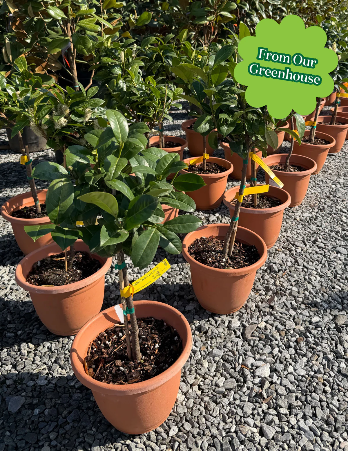 English Laurel Topiary (Single Ball) - Image 11