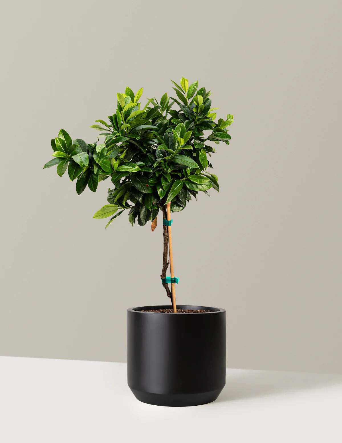 English Laurel Topiary (Single Ball) - Image 5