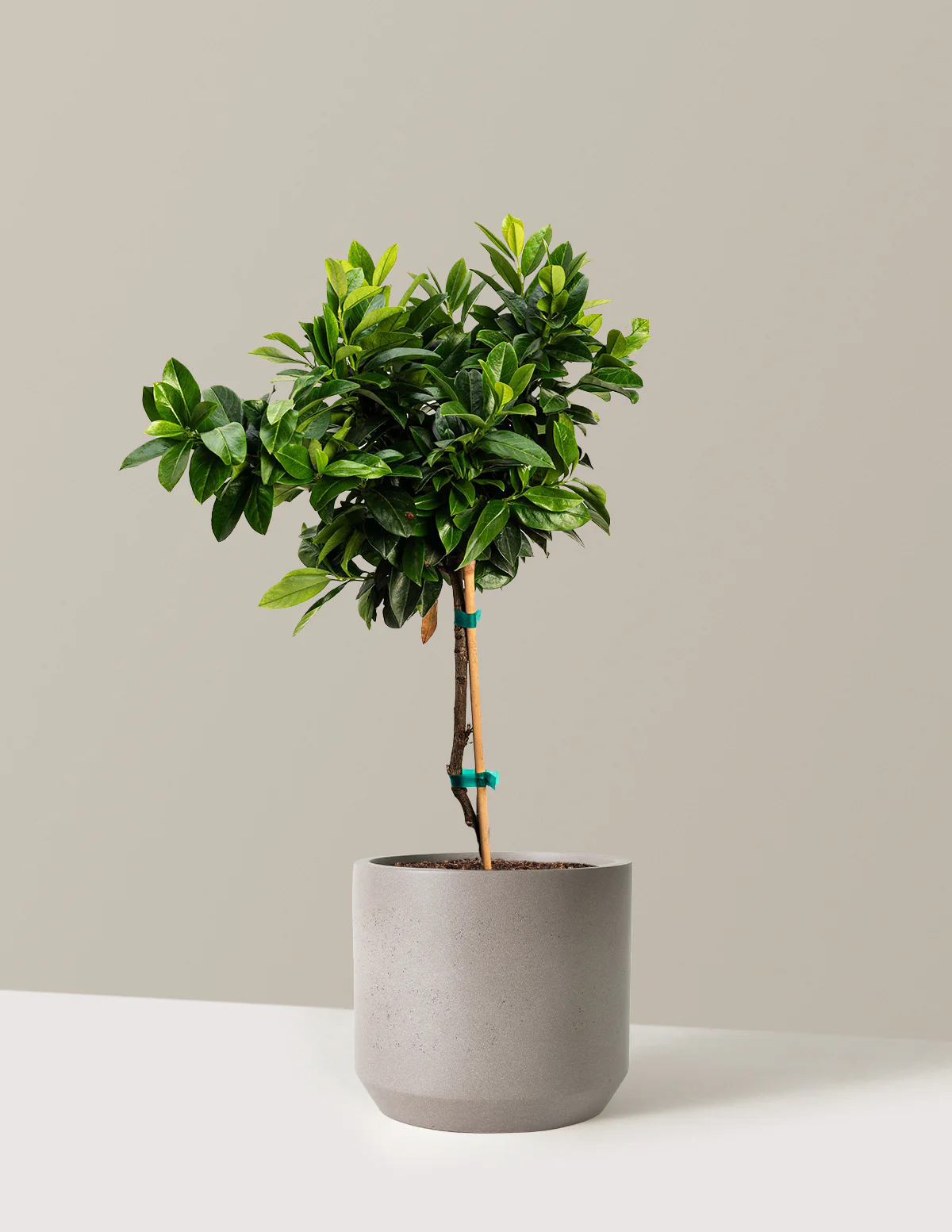 English Laurel Topiary (Single Ball) - Image 6