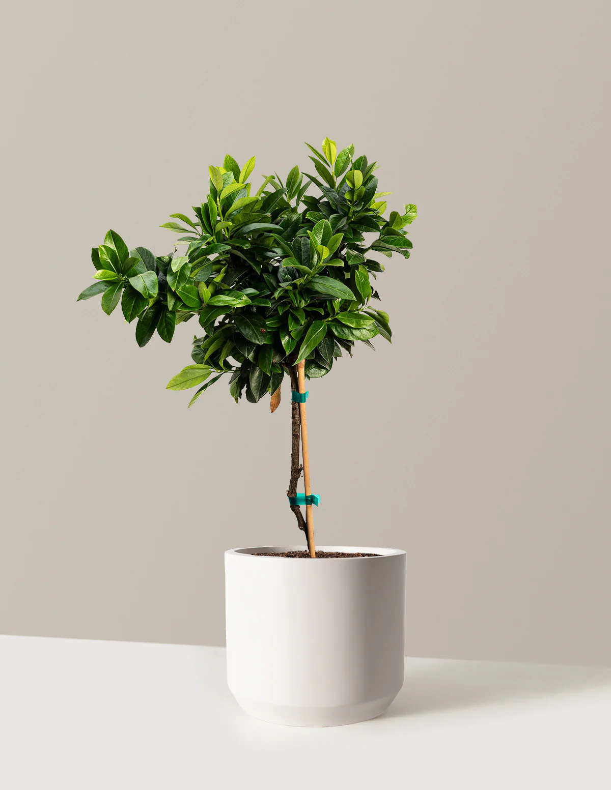 English Laurel Topiary (Single Ball) - Image 7