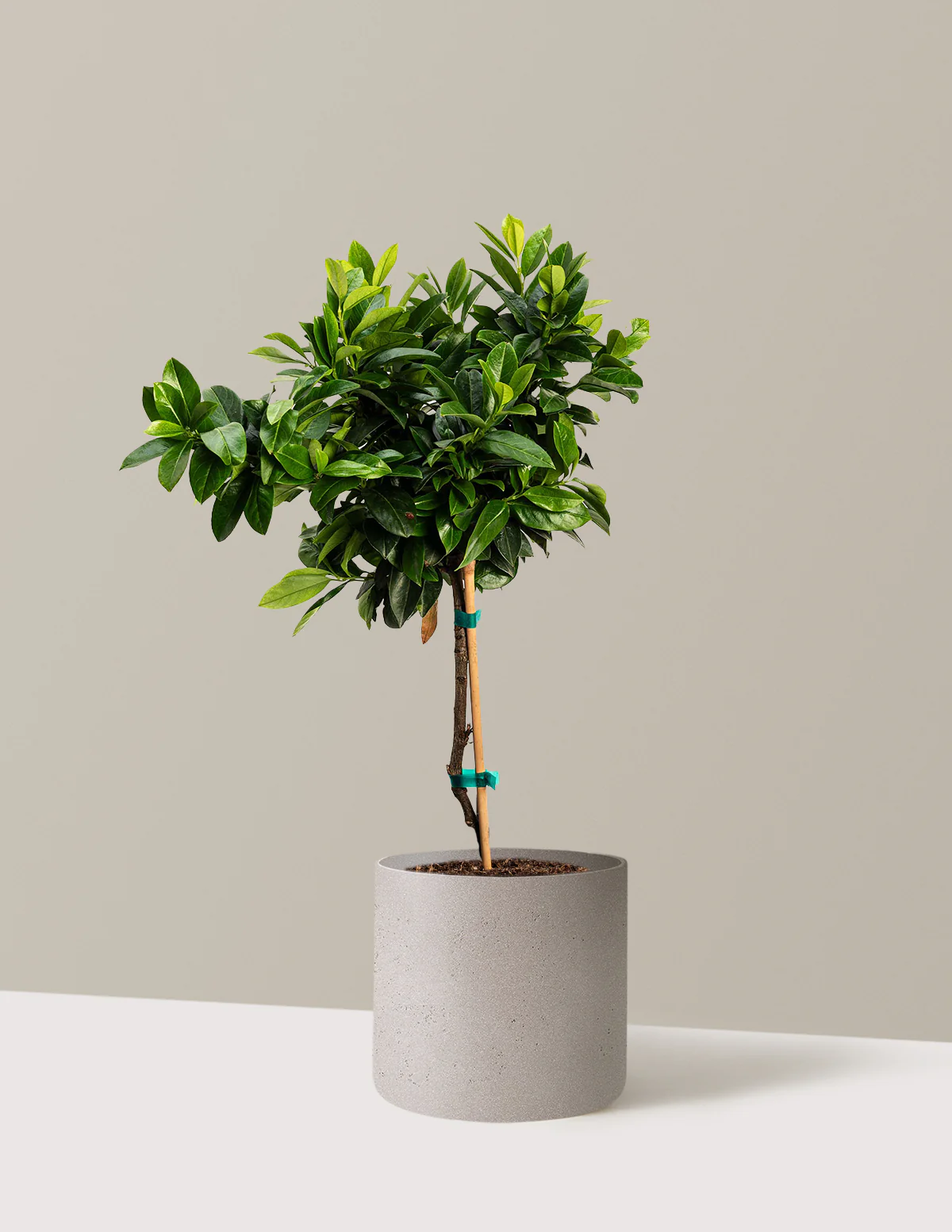 English Laurel Topiary (Single Ball) - Image 8