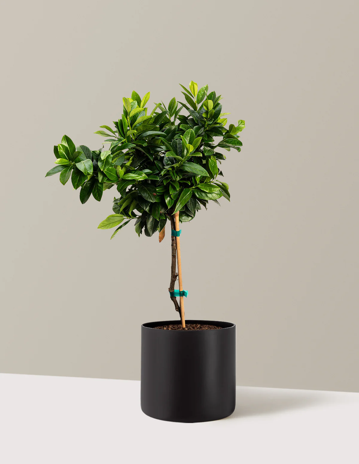 English Laurel Topiary (Single Ball) - Image 9