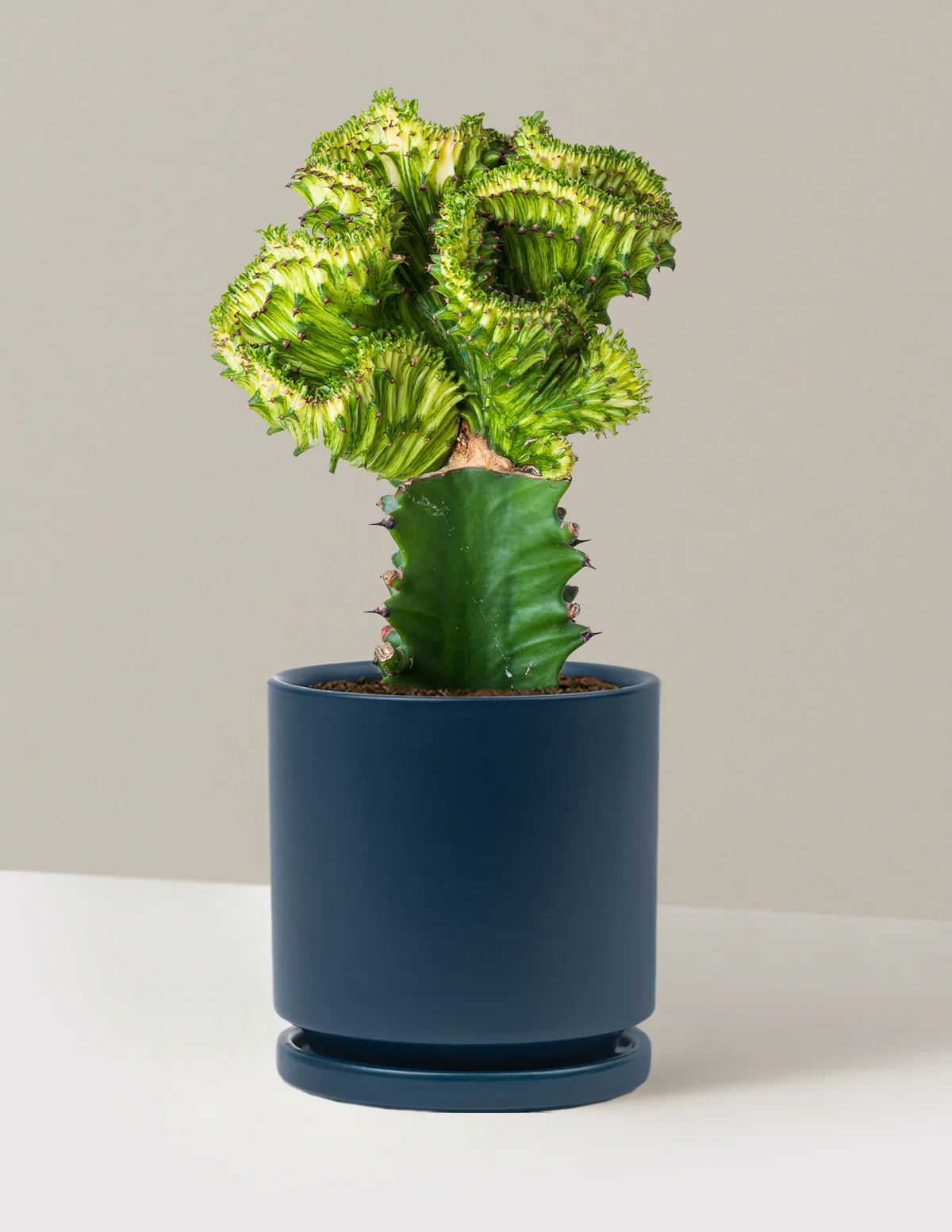 Mermaid Tail Cactus - Image 10