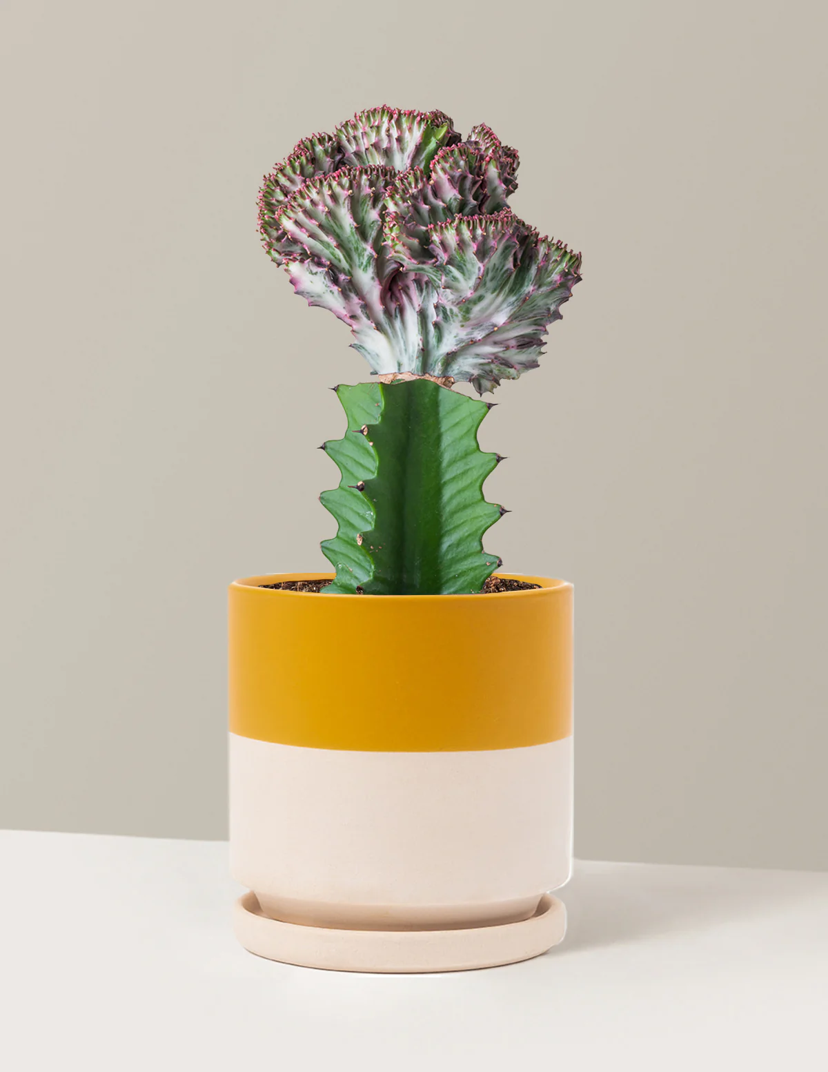 Mermaid Tail Cactus - Image 11