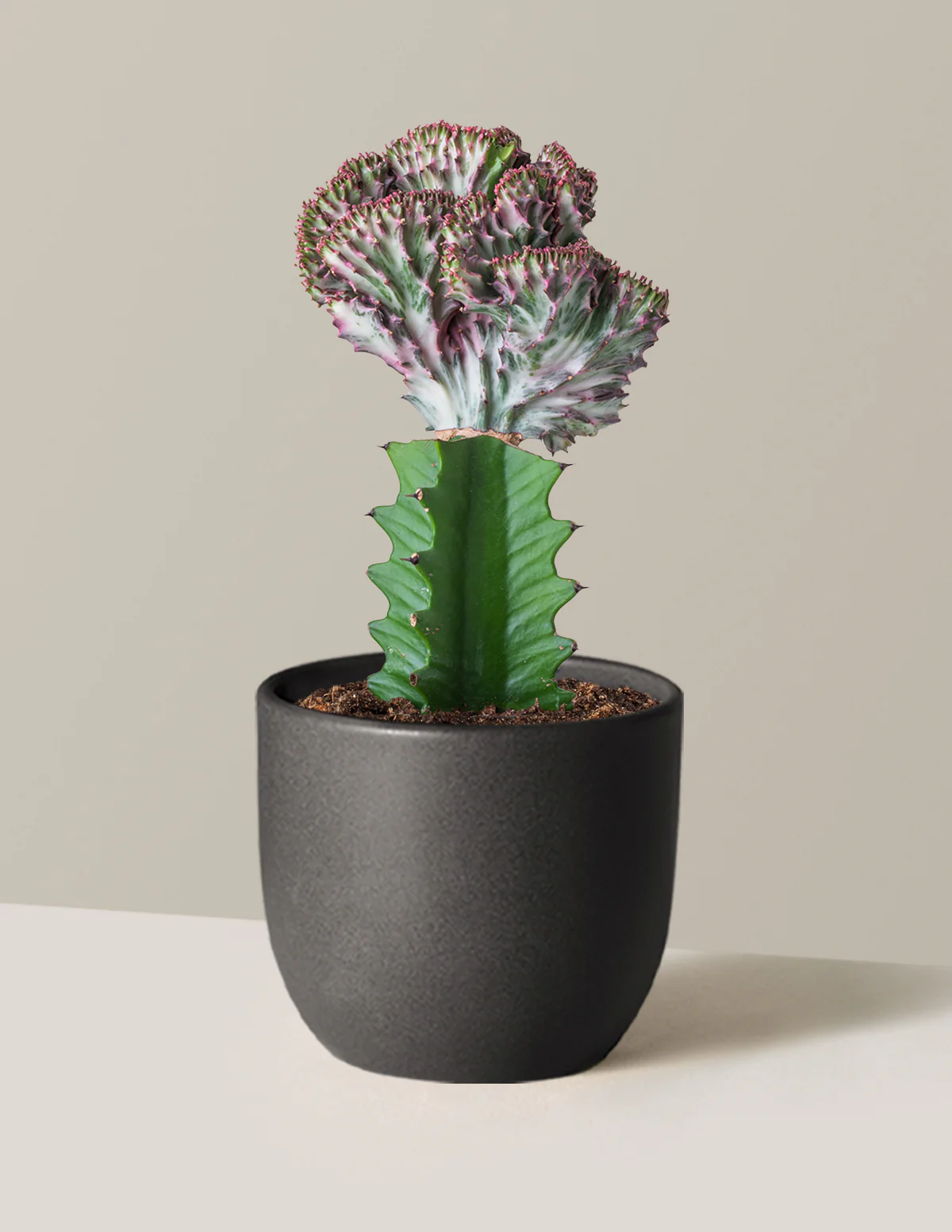 Mermaid Tail Cactus - Image 12