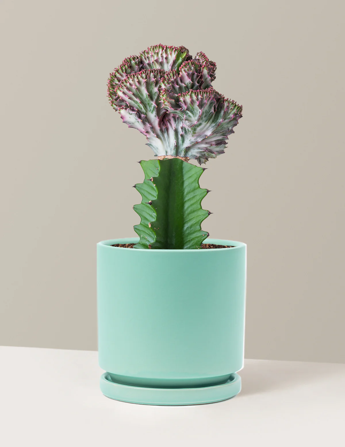 Mermaid Tail Cactus - Image 14