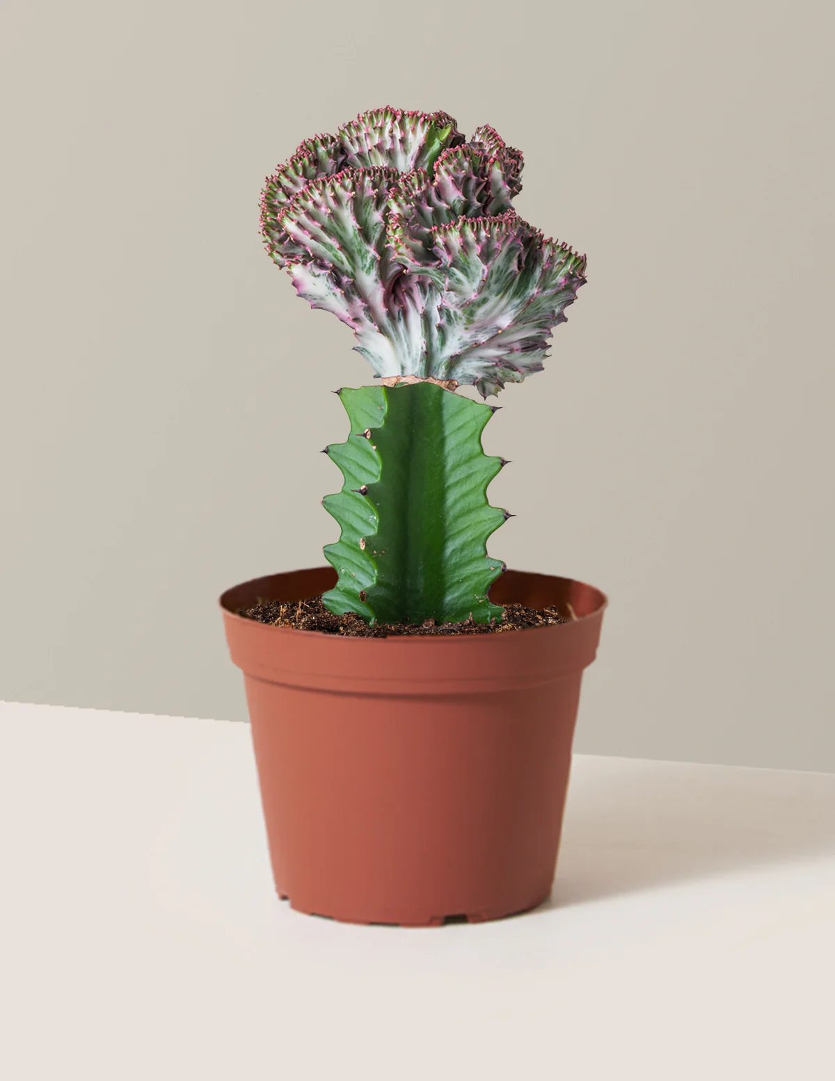 Mermaid Tail Cactus - Image 15