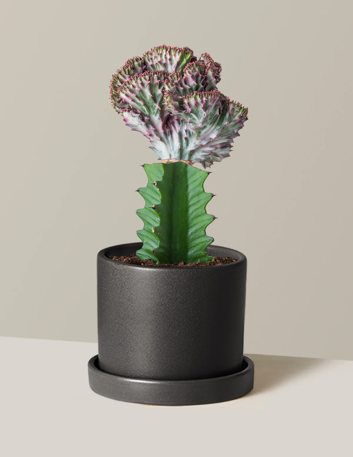 Mermaid Tail Cactus - Image 16