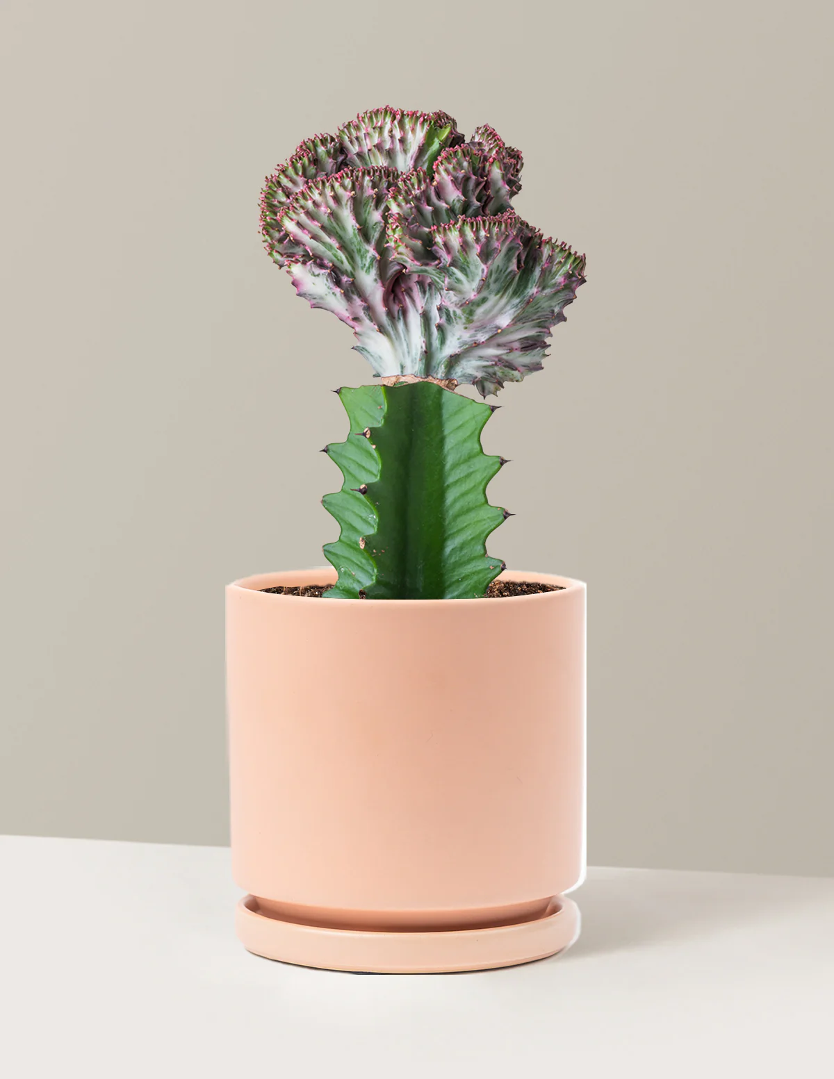 Mermaid Tail Cactus - Image 17