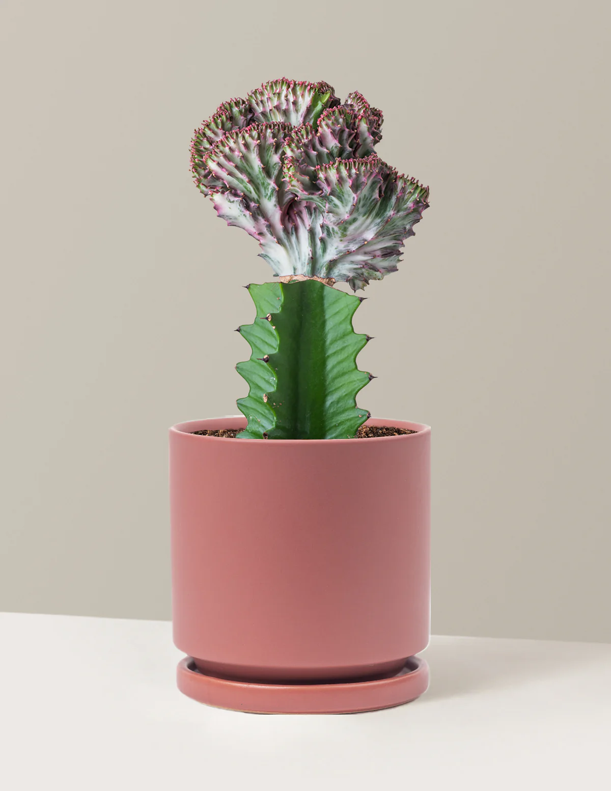 Mermaid Tail Cactus - Image 19
