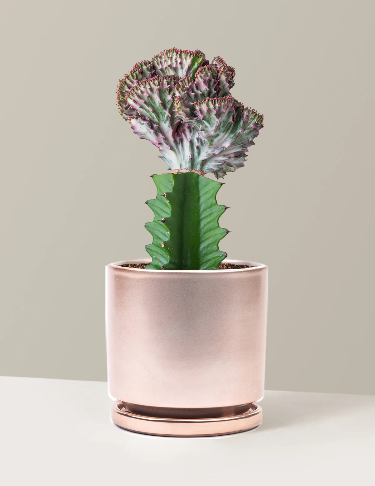 Mermaid Tail Cactus - Image 20