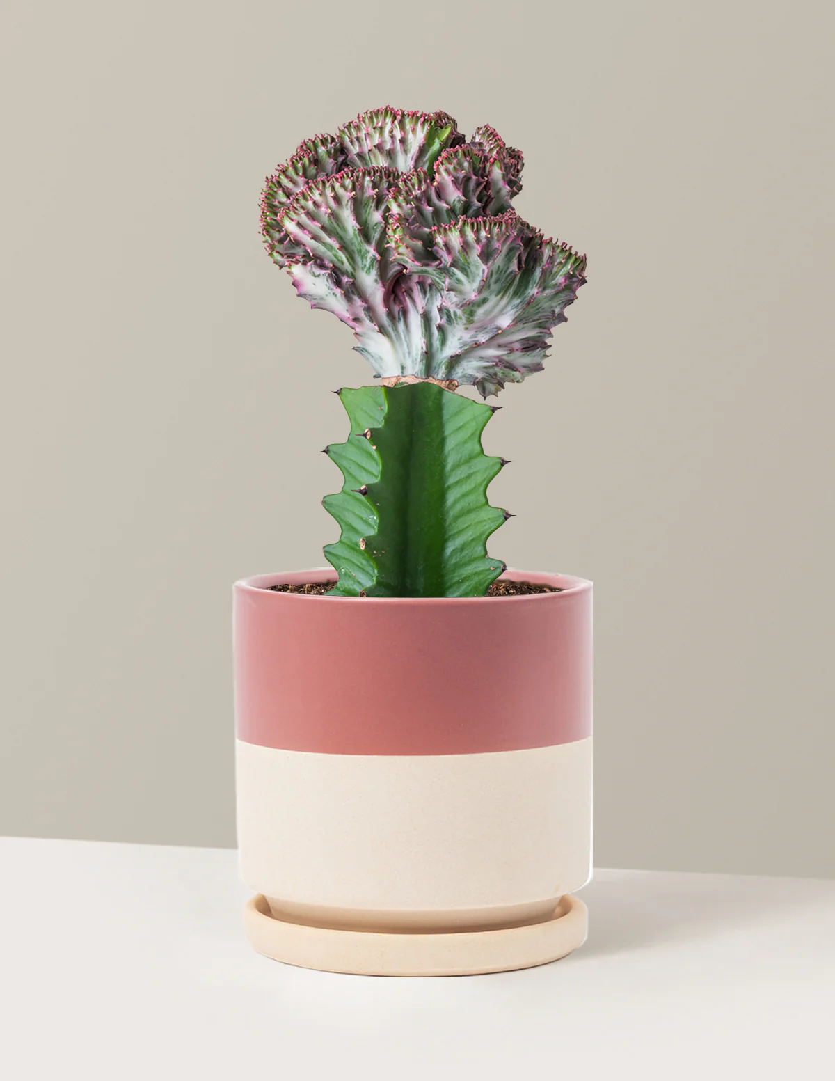 Mermaid Tail Cactus - Image 21