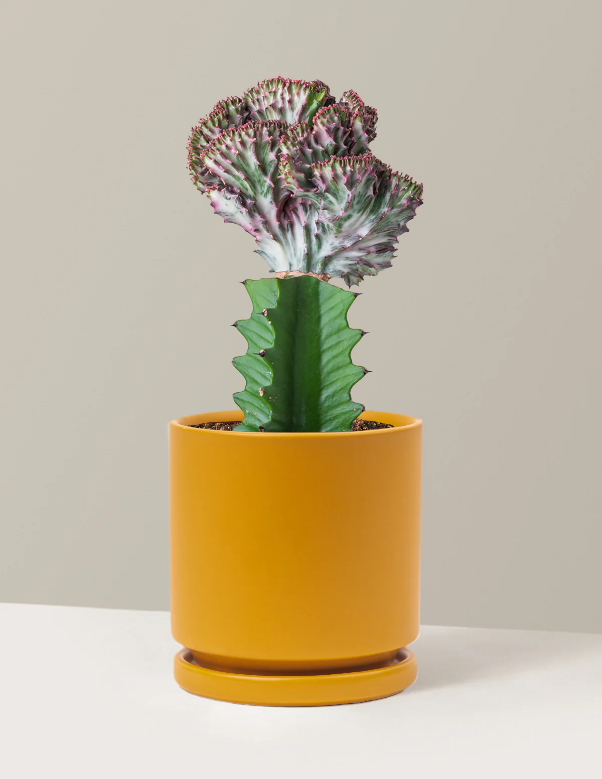 Mermaid Tail Cactus - Image 22