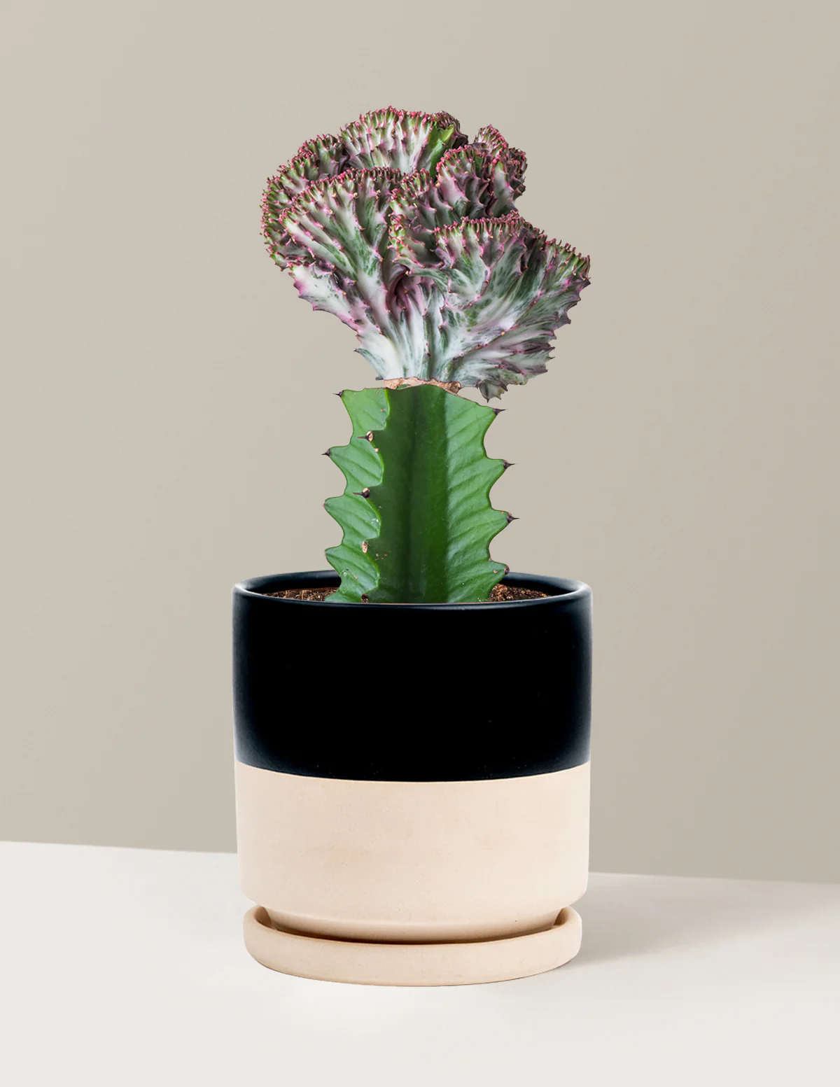 Mermaid Tail Cactus - Image 23