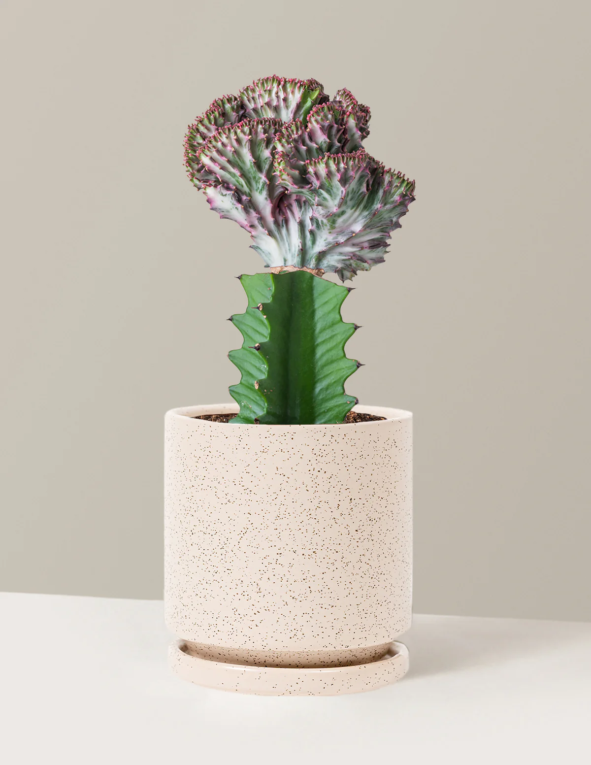 Mermaid Tail Cactus - Image 24