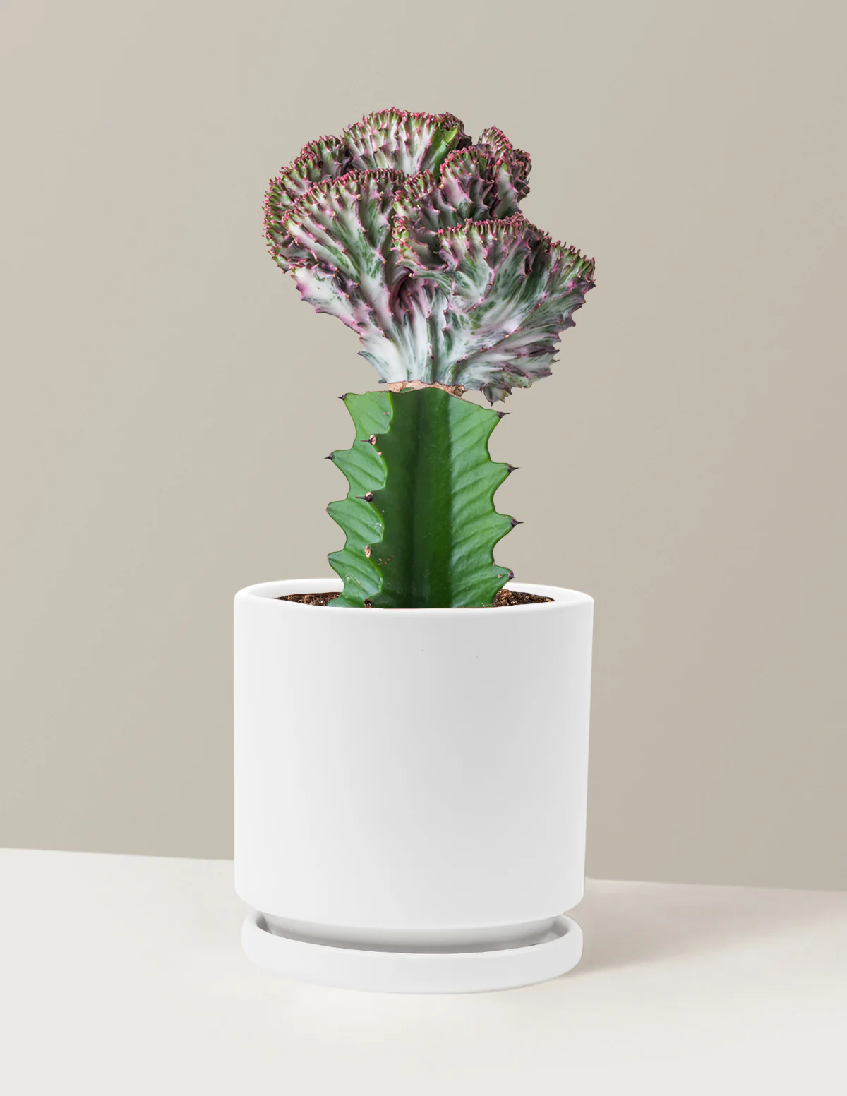 Mermaid Tail Cactus - Image 25