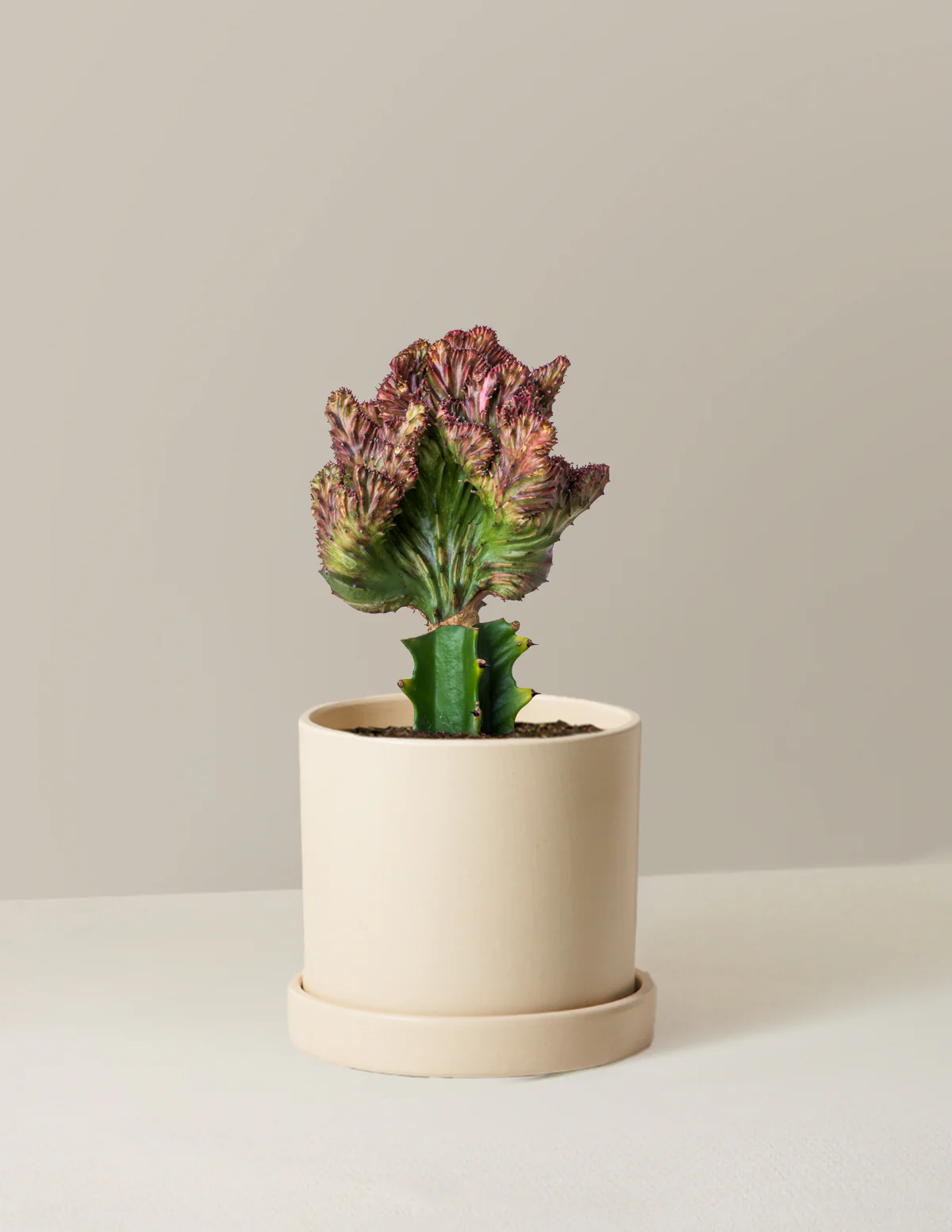 Mermaid Tail Cactus - Image 26