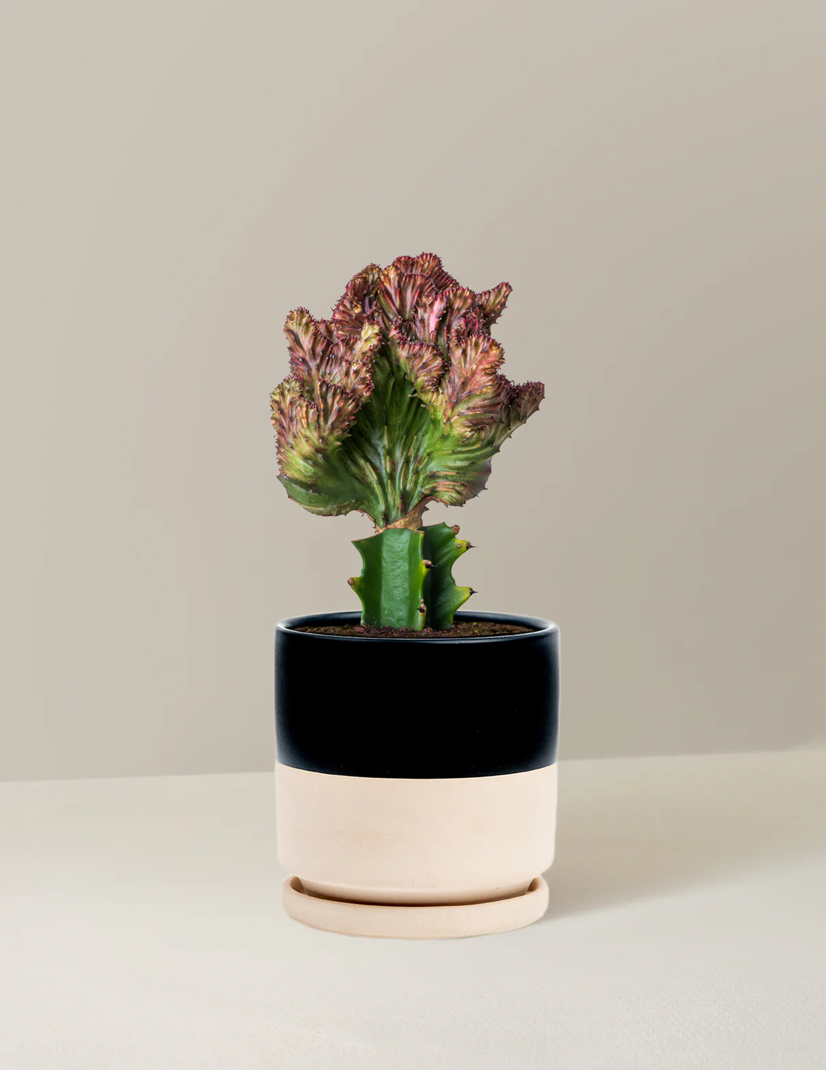 Mermaid Tail Cactus - Image 27