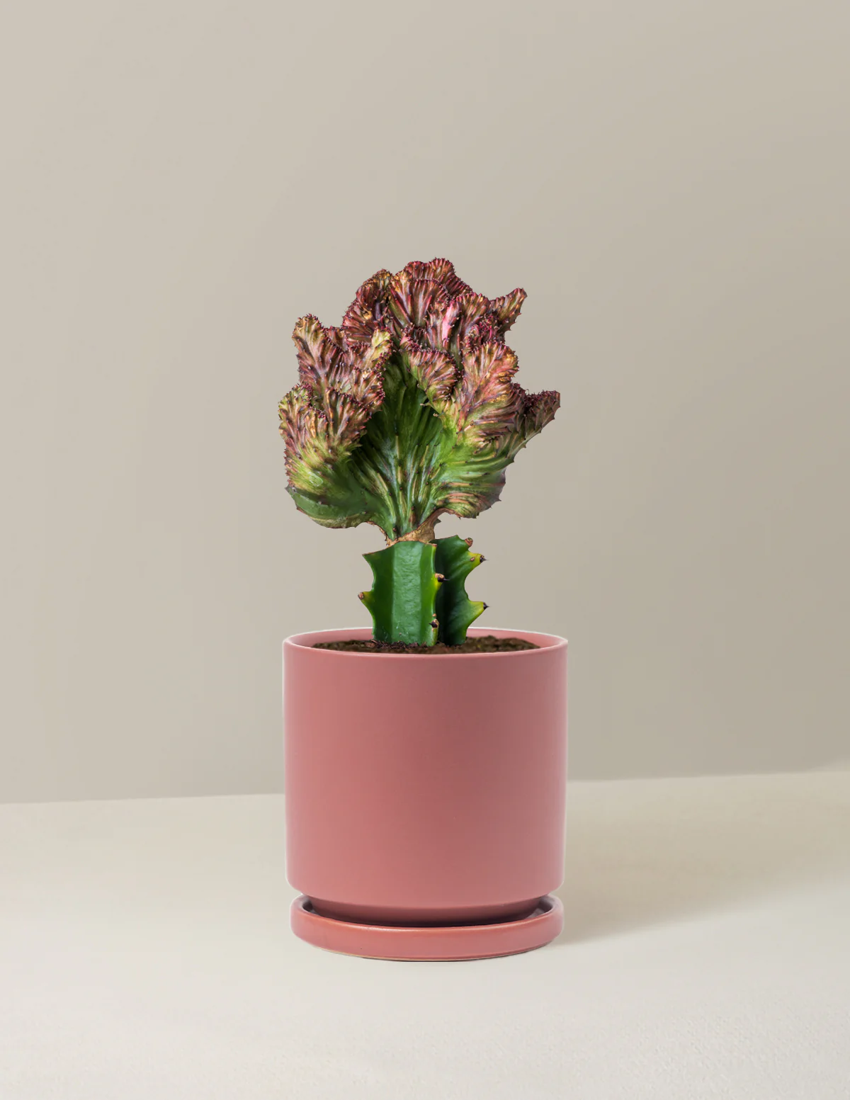 Mermaid Tail Cactus - Image 28