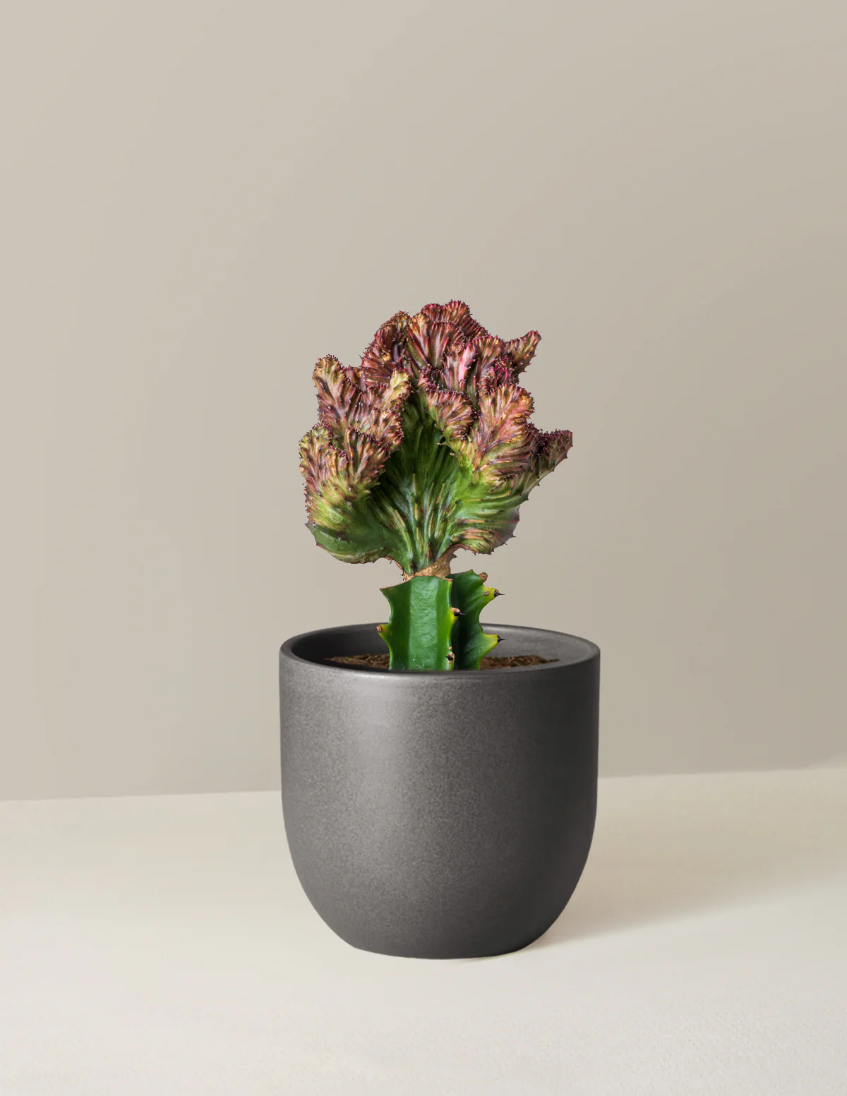 Mermaid Tail Cactus - Image 29