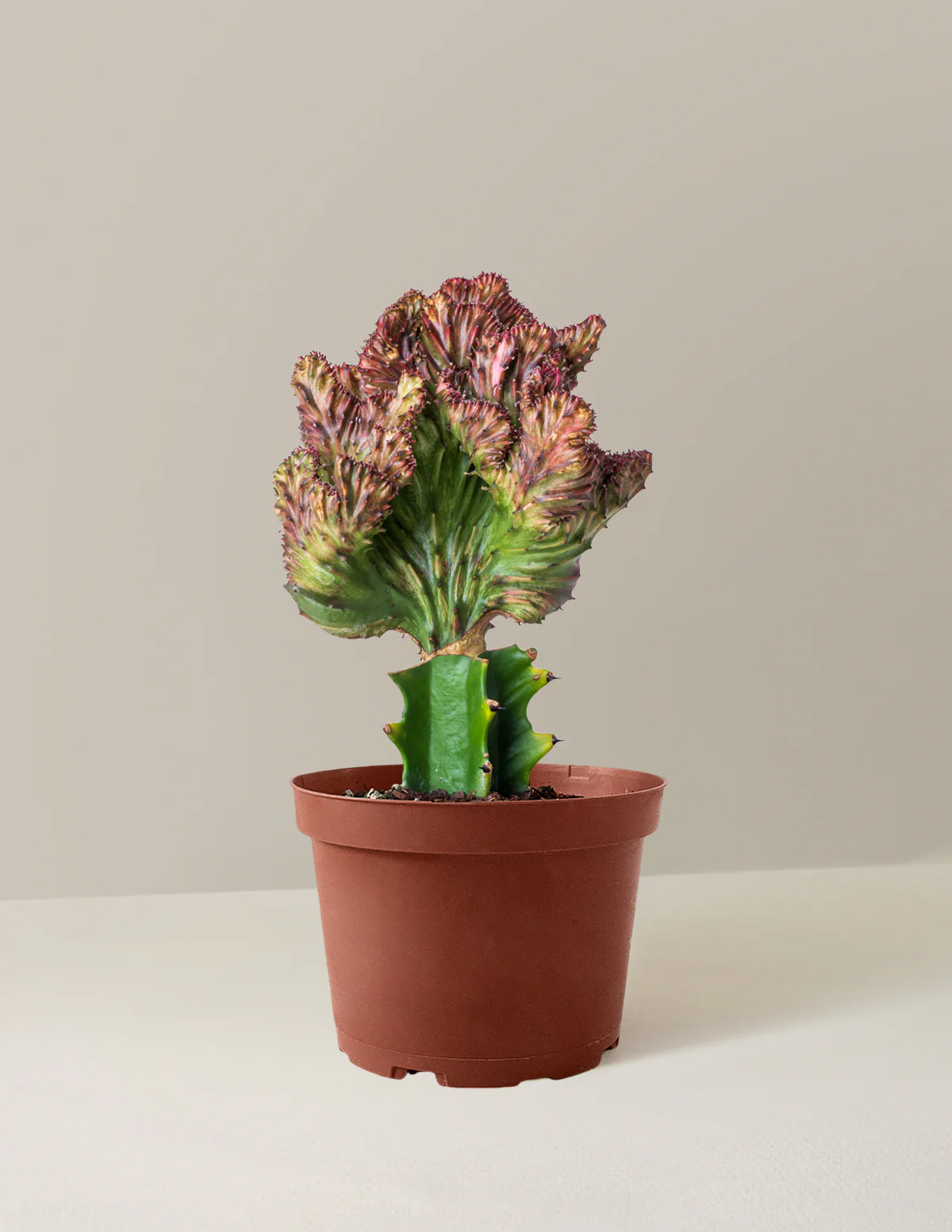 Mermaid Tail Cactus - Image 30