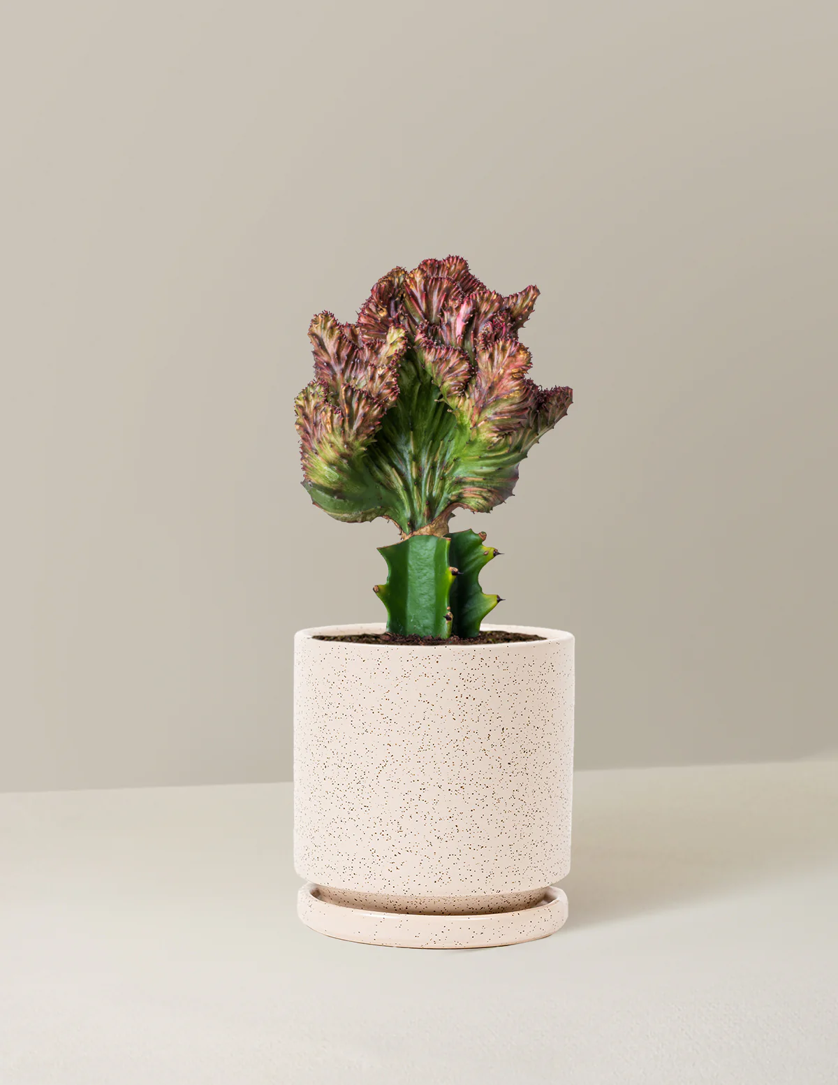 Mermaid Tail Cactus - Image 35