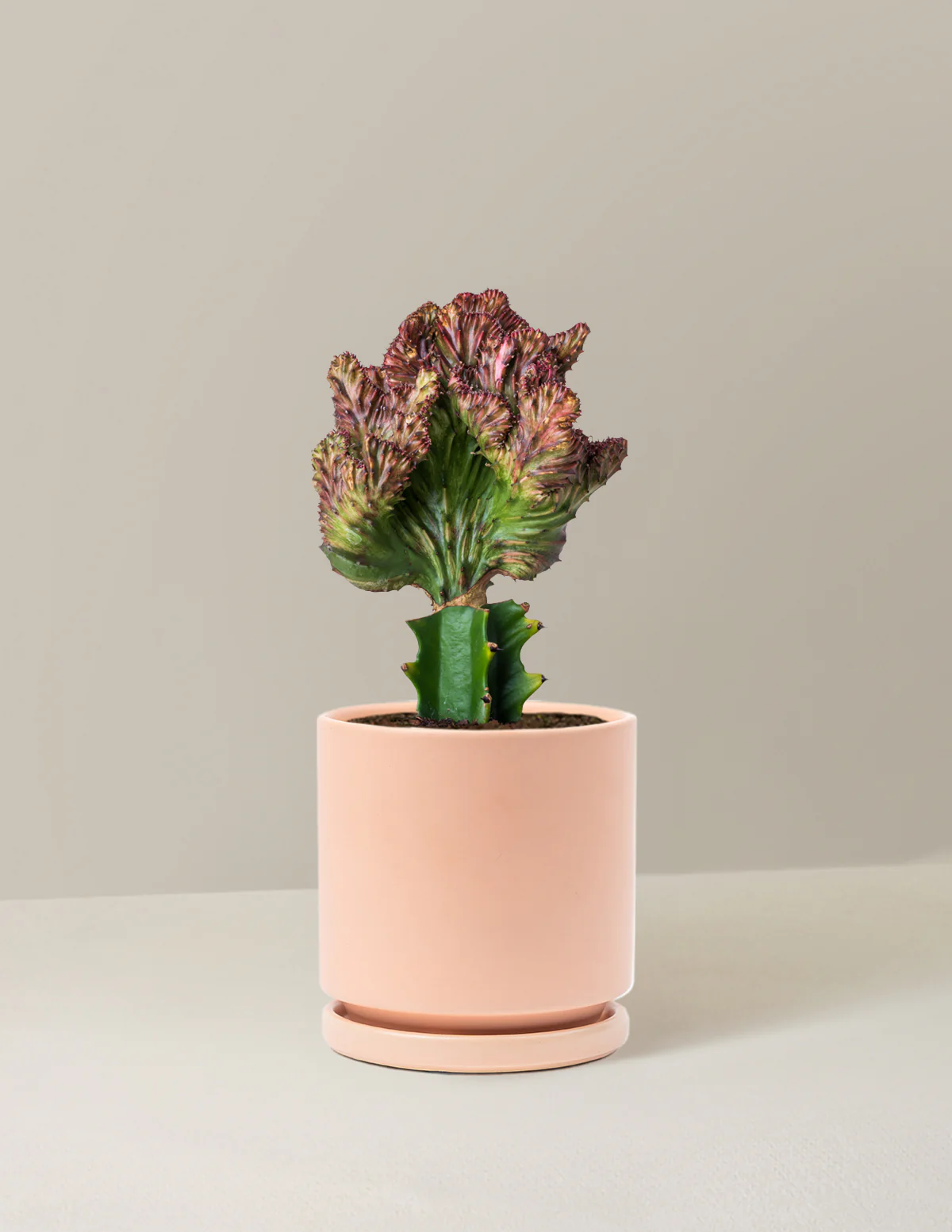Mermaid Tail Cactus - Image 36