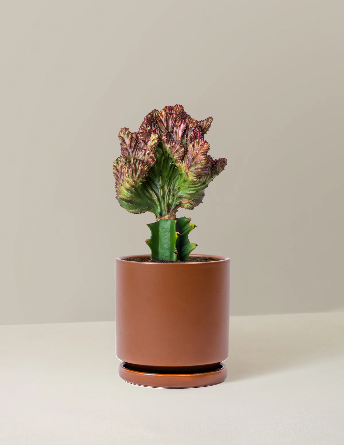 Mermaid Tail Cactus - Image 37