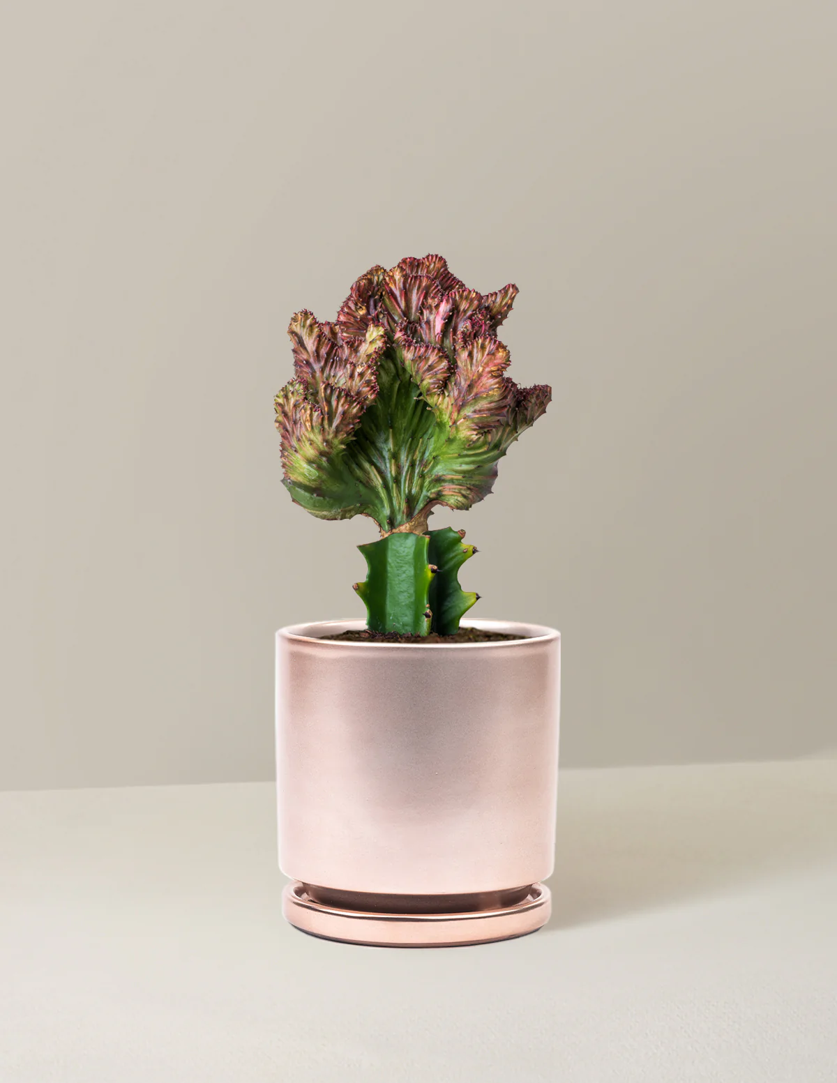 Mermaid Tail Cactus - Image 38