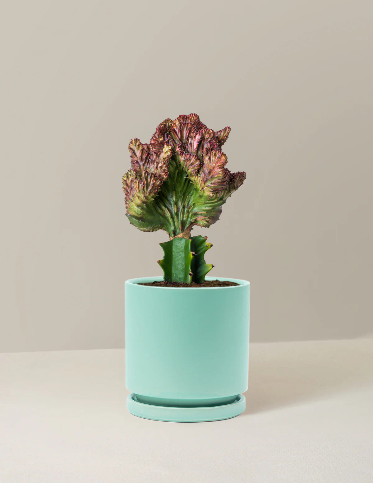 Mermaid Tail Cactus - Image 39