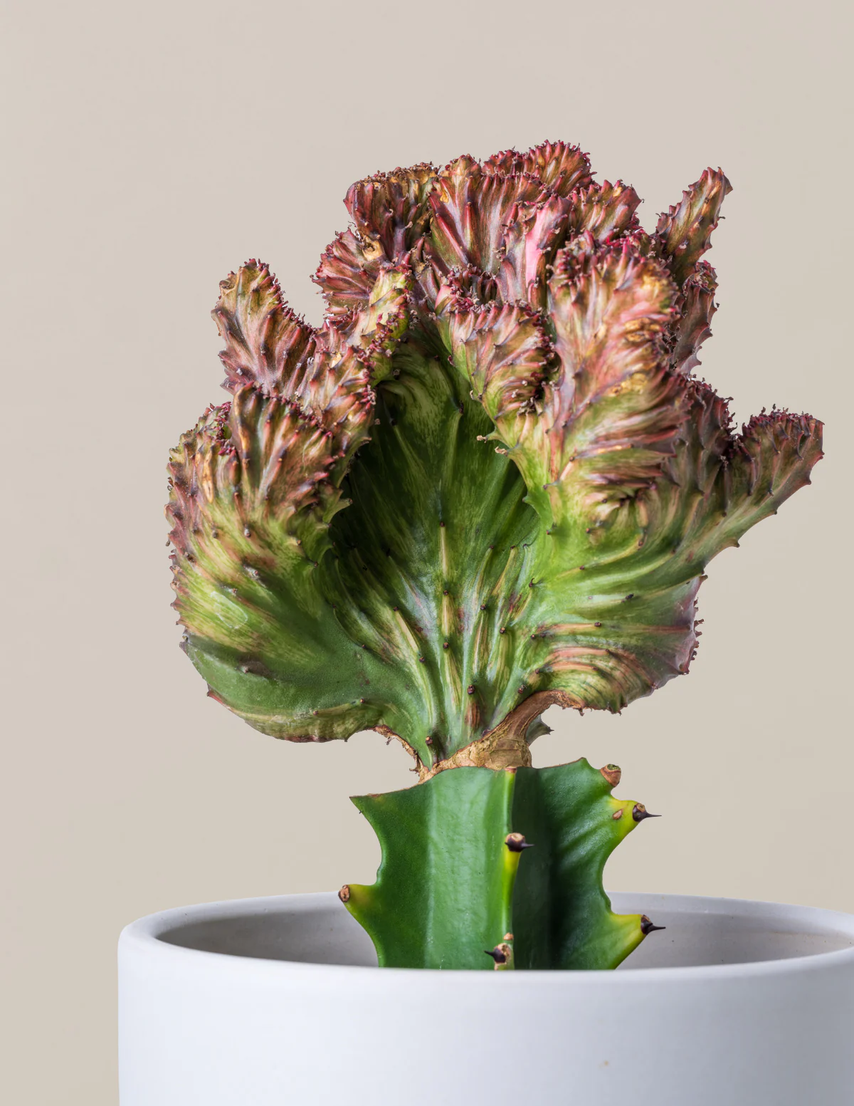 Mermaid Tail Cactus - Image 4