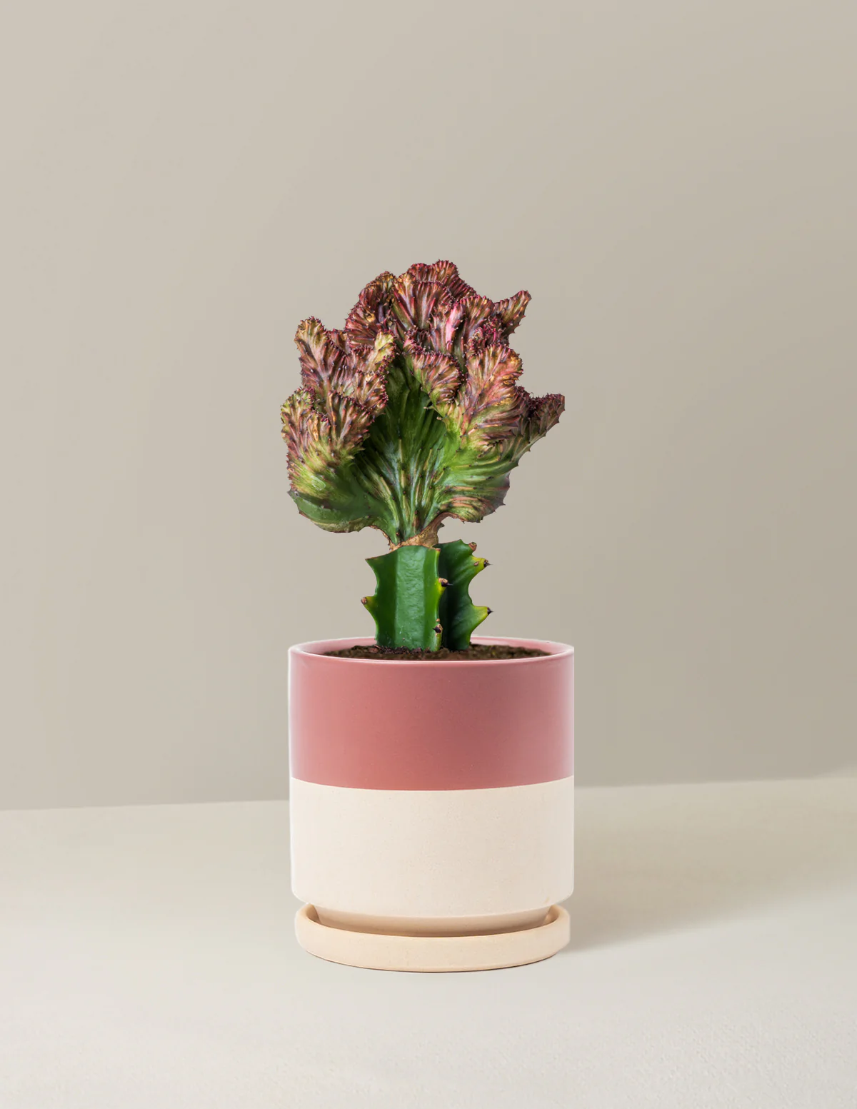 Mermaid Tail Cactus - Image 40