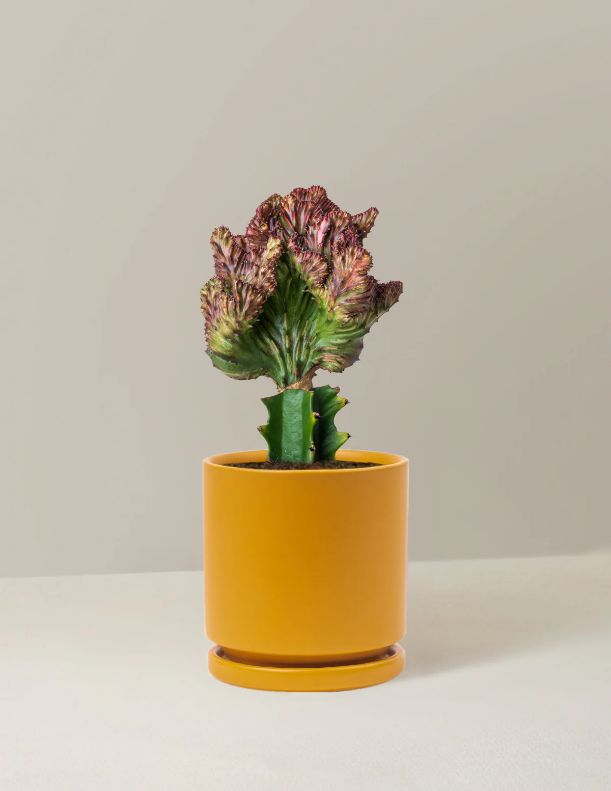 Mermaid Tail Cactus - Image 41