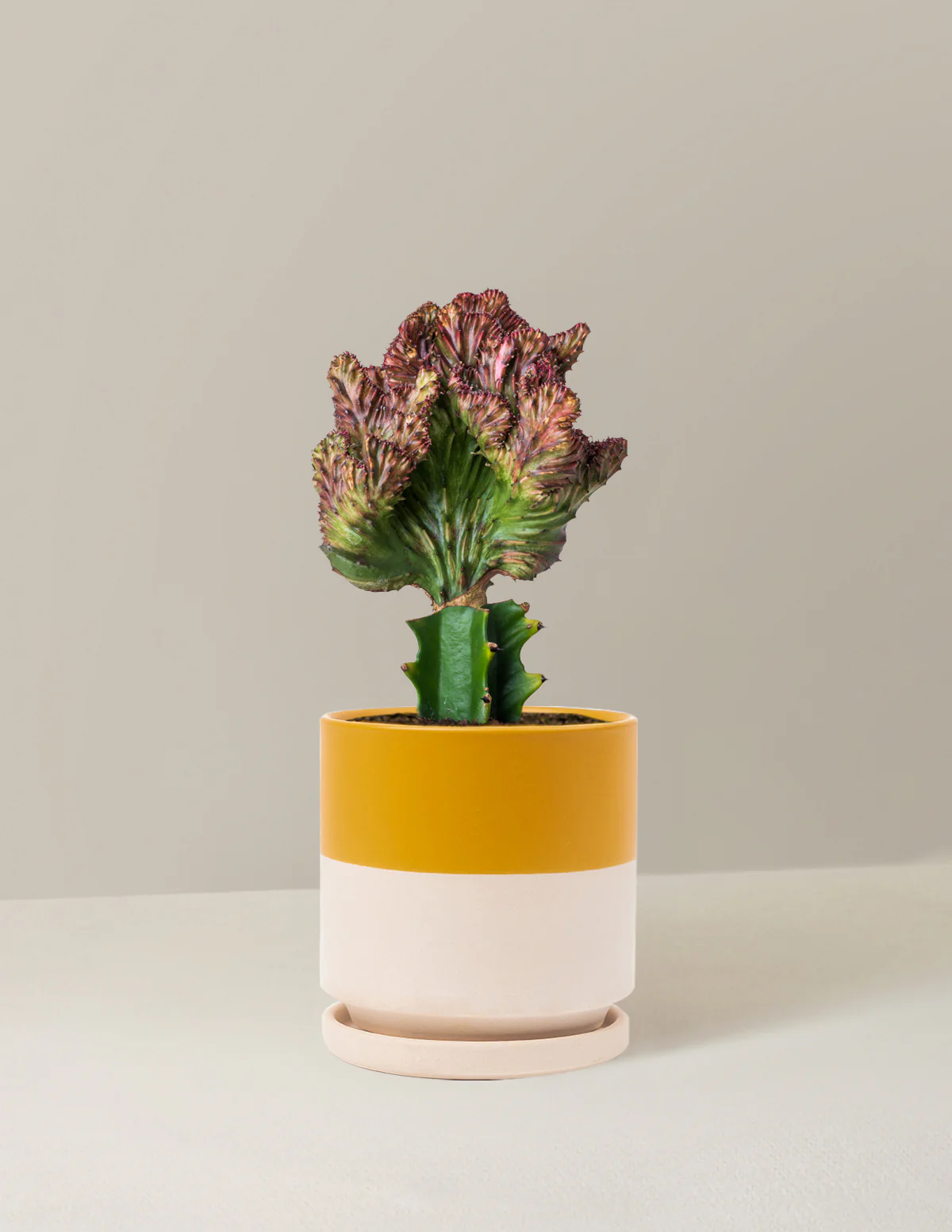 Mermaid Tail Cactus - Image 42