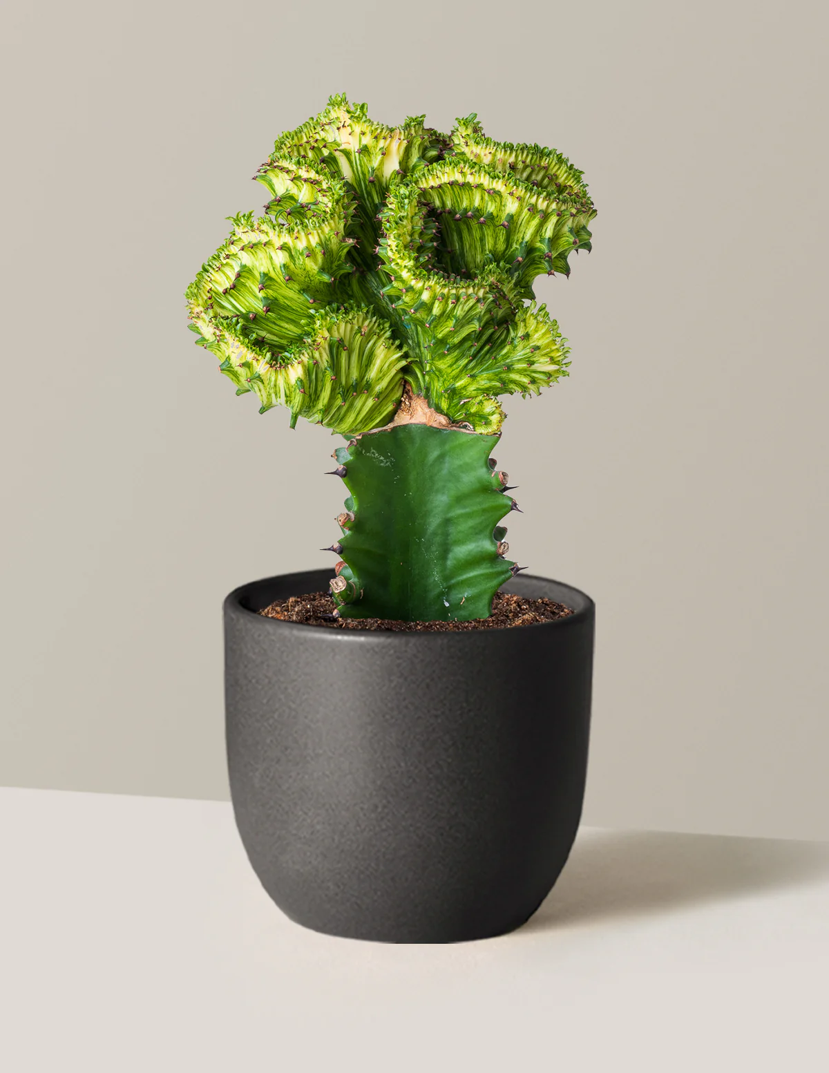 Mermaid Tail Cactus - Image 44