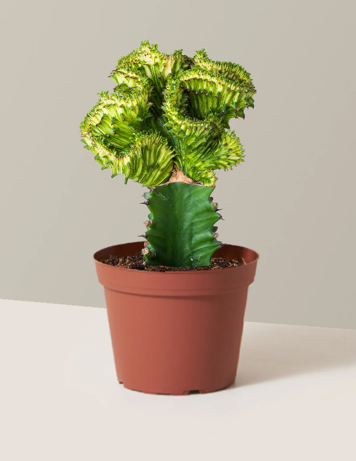 Mermaid Tail Cactus - Image 45