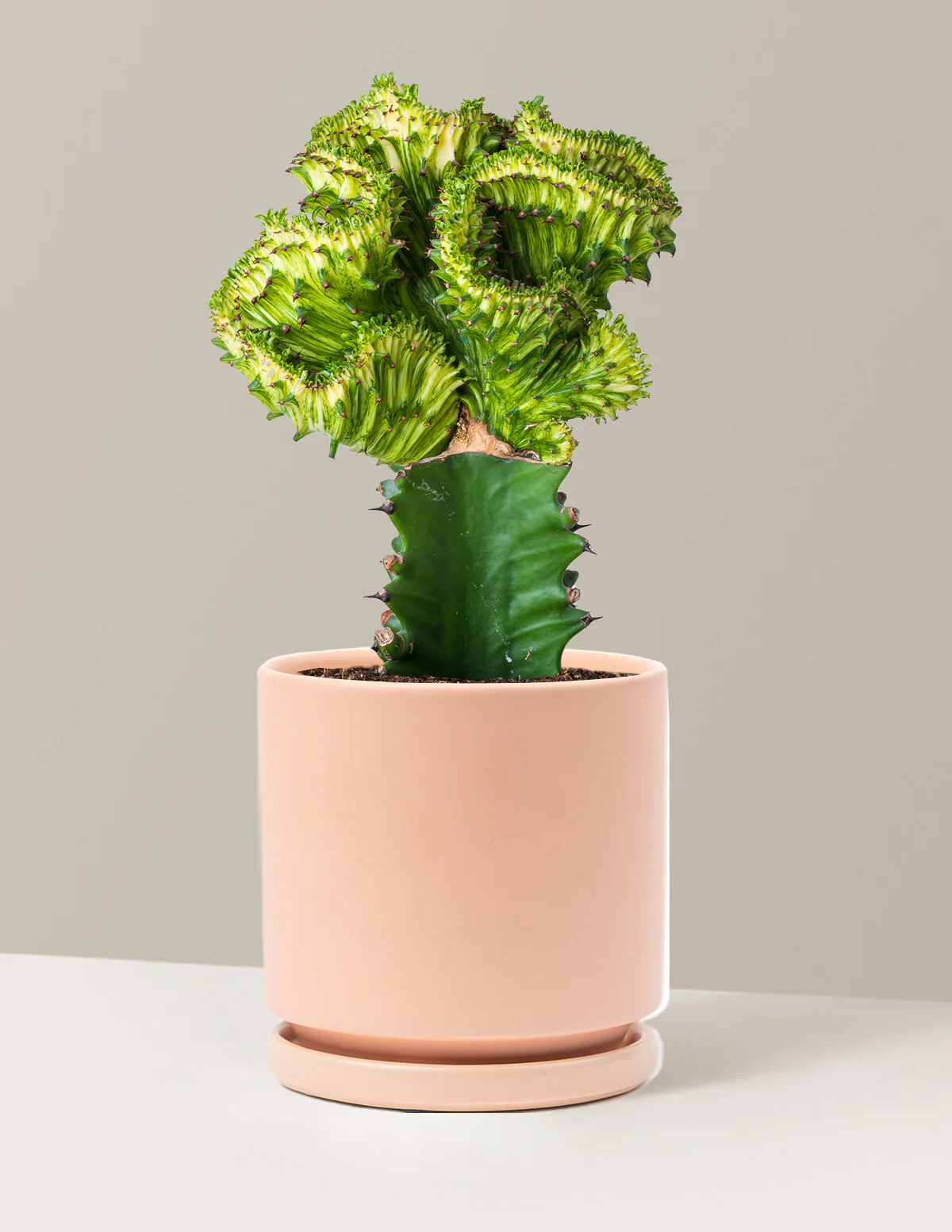 Mermaid Tail Cactus - Image 47