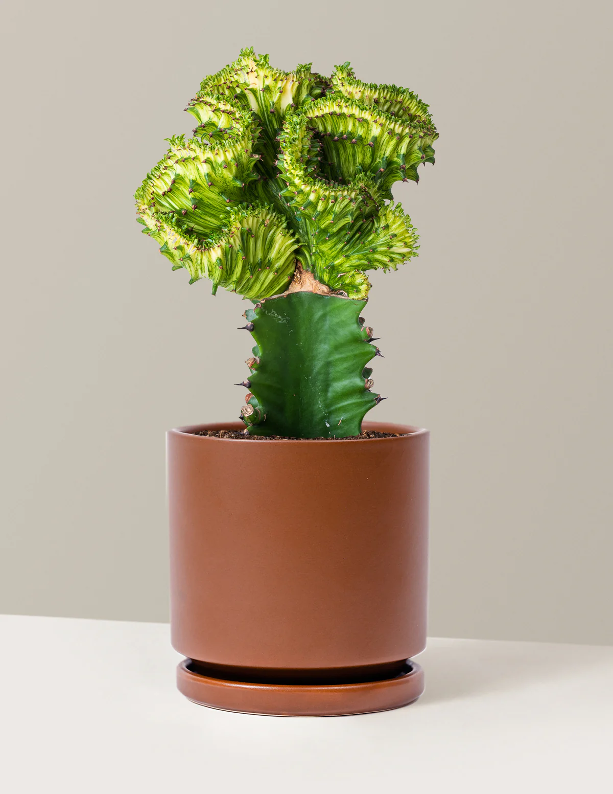 Mermaid Tail Cactus - Image 48