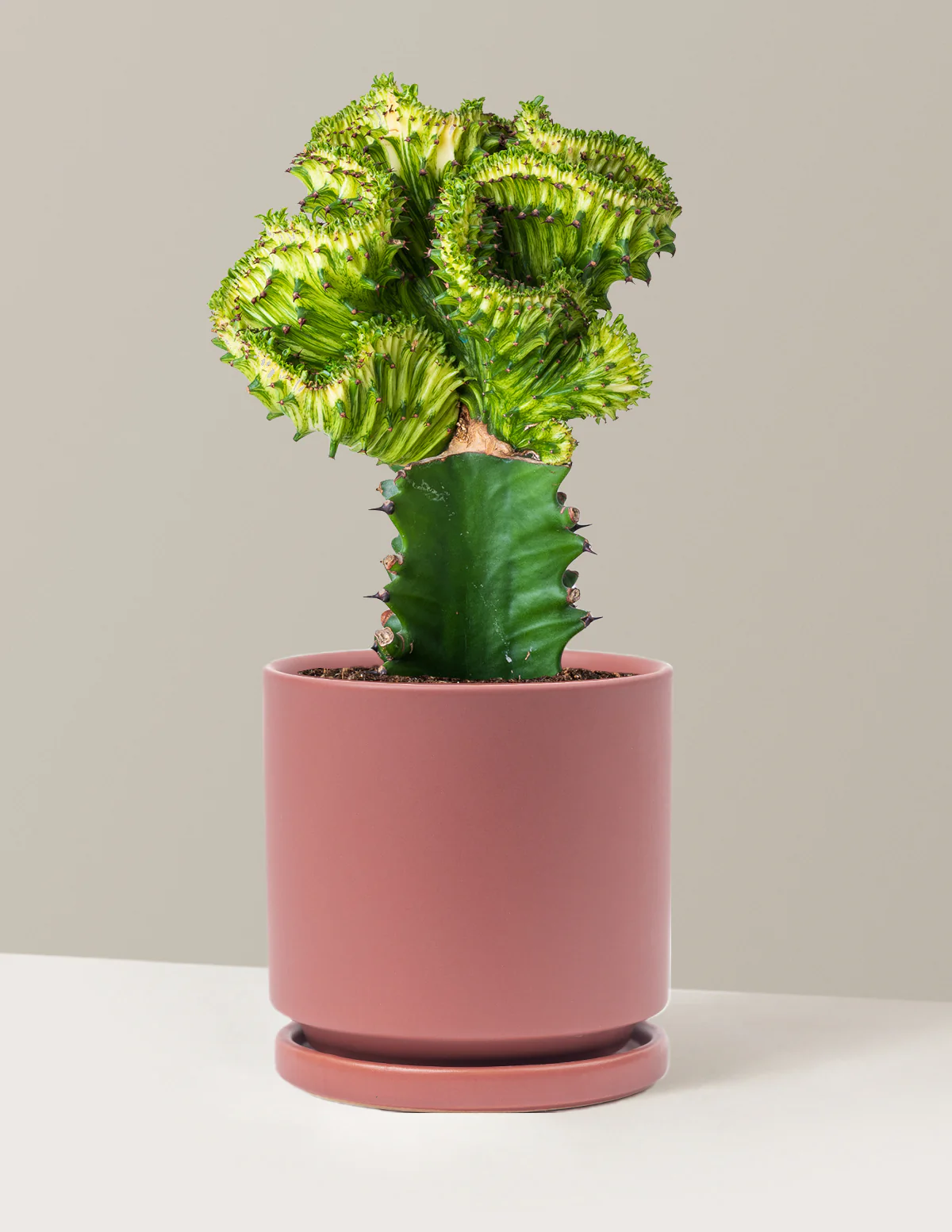 Mermaid Tail Cactus - Image 49