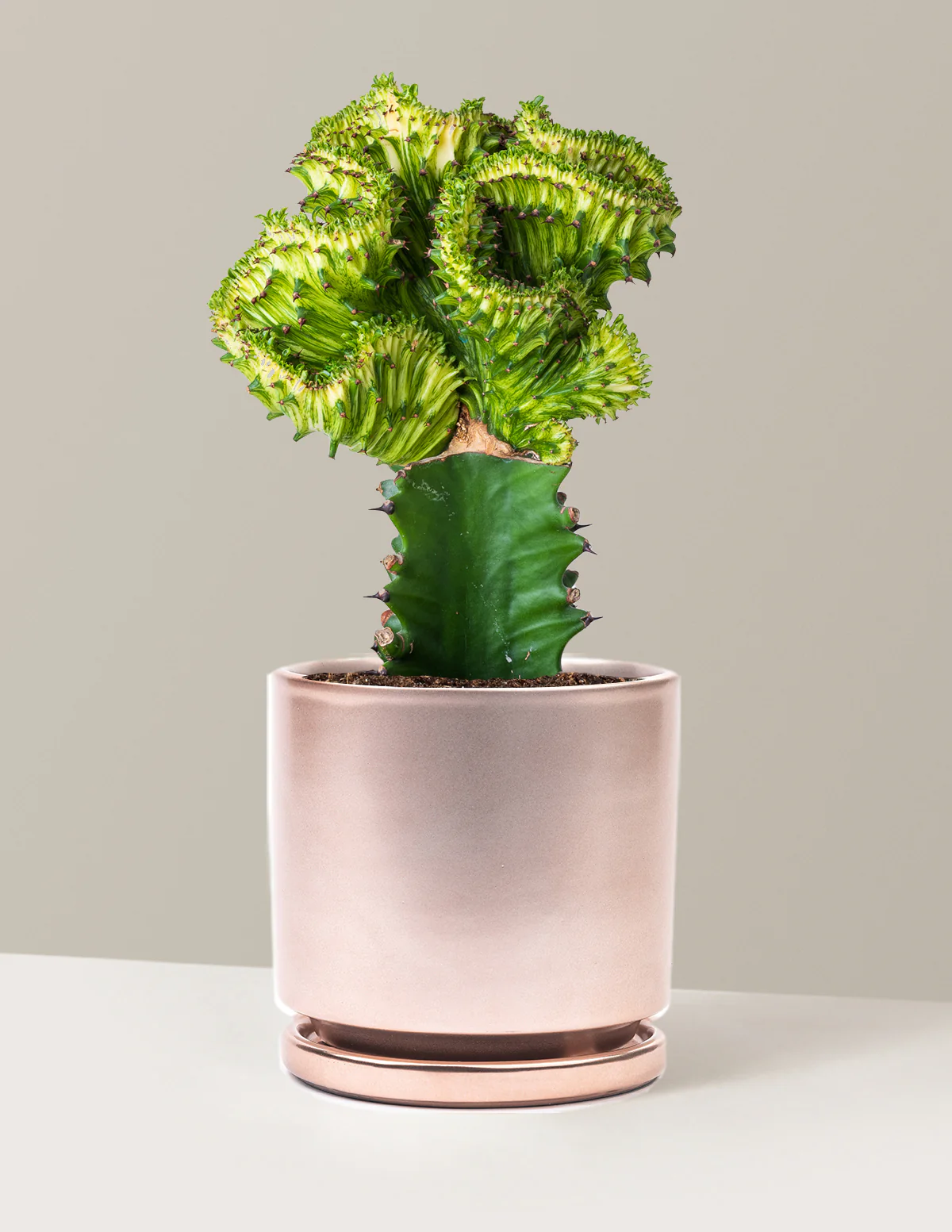 Mermaid Tail Cactus - Image 50