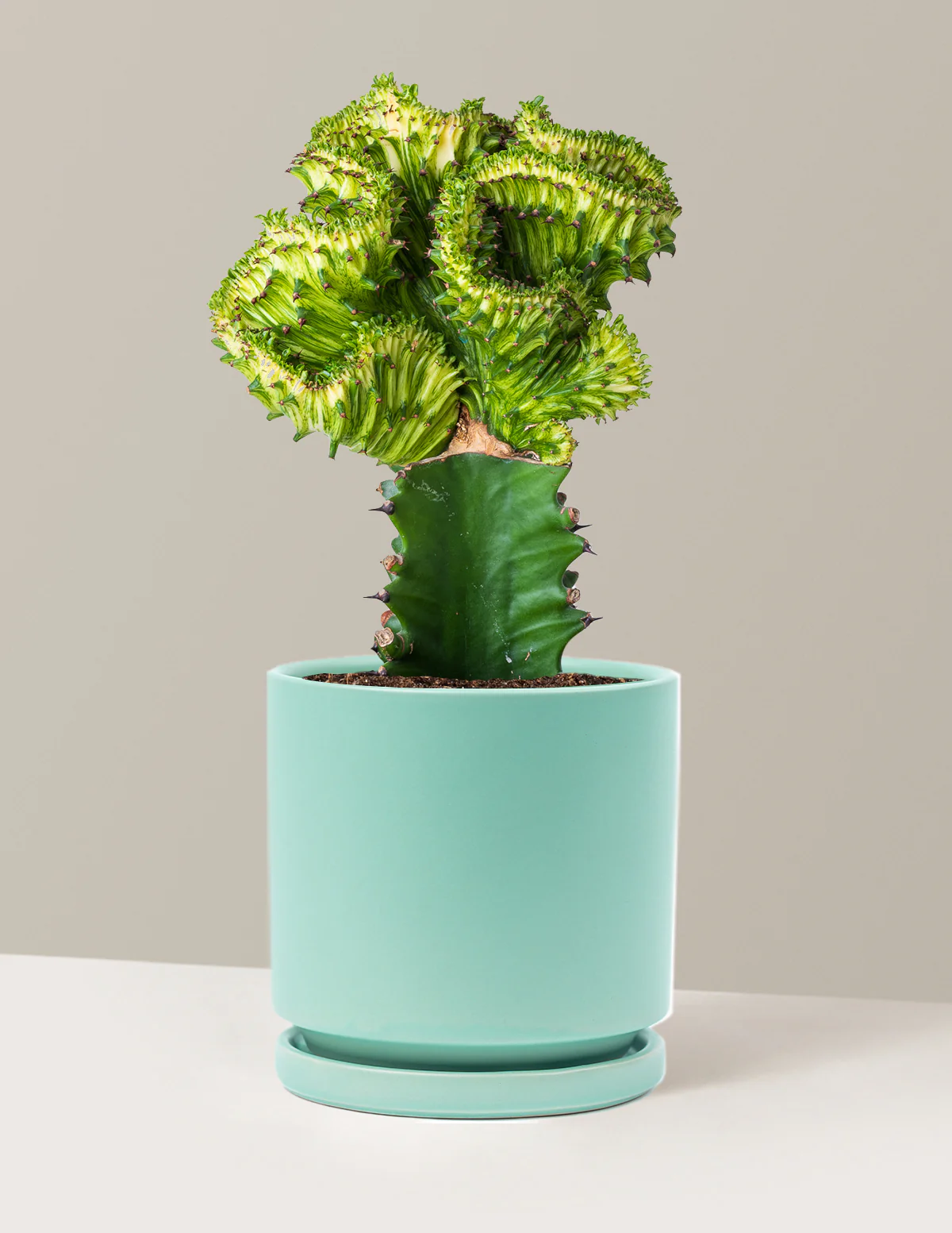 Mermaid Tail Cactus - Image 51