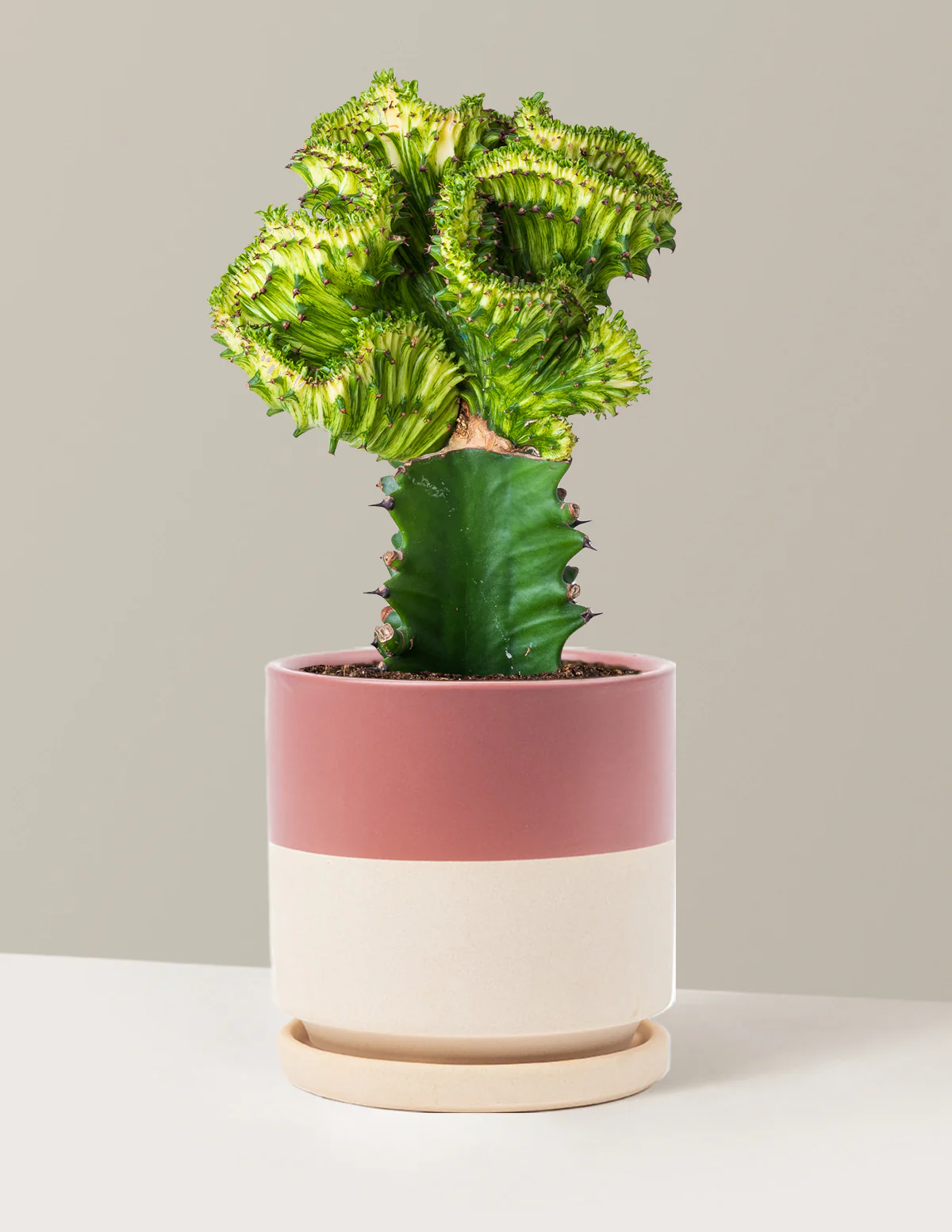 Mermaid Tail Cactus - Image 52