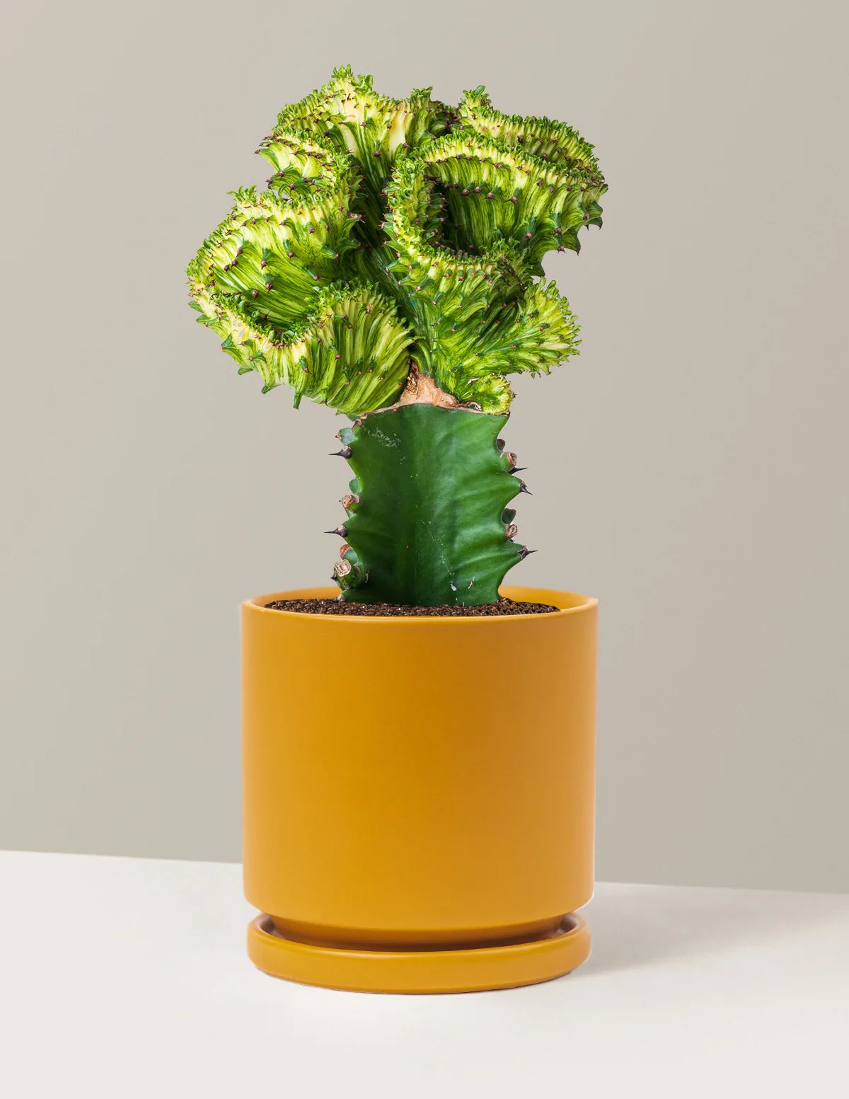 Mermaid Tail Cactus - Image 53