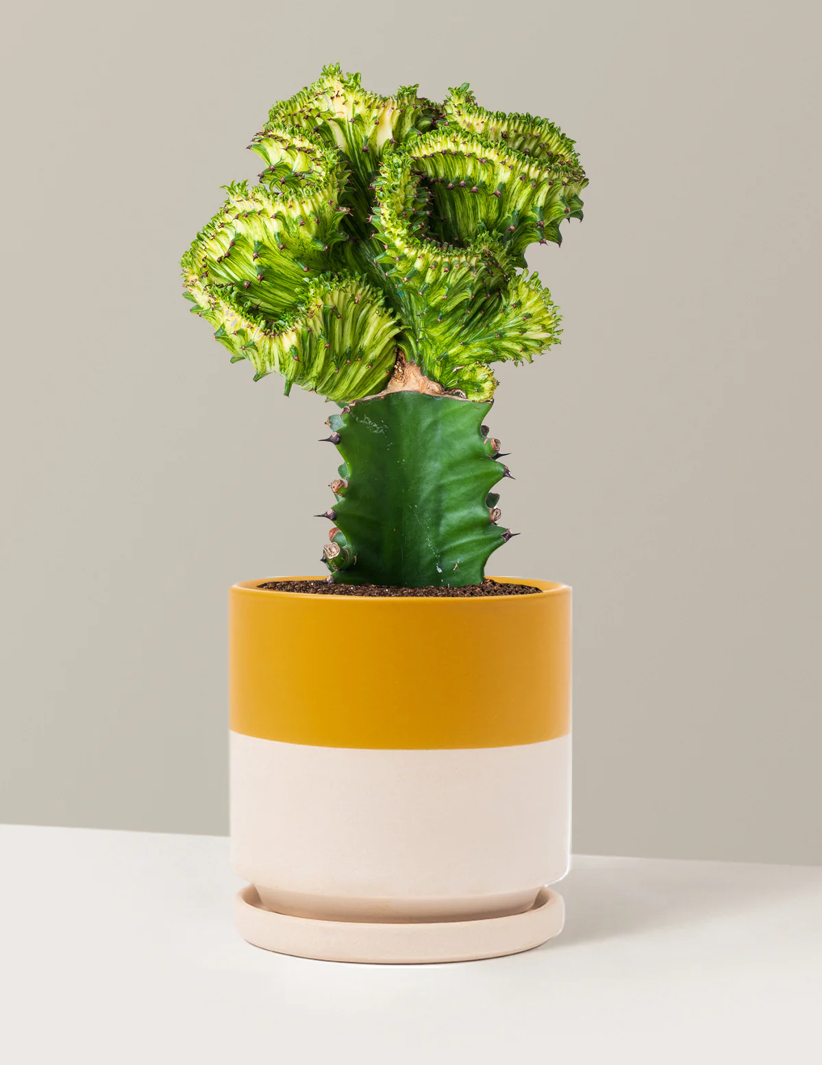 Mermaid Tail Cactus - Image 54