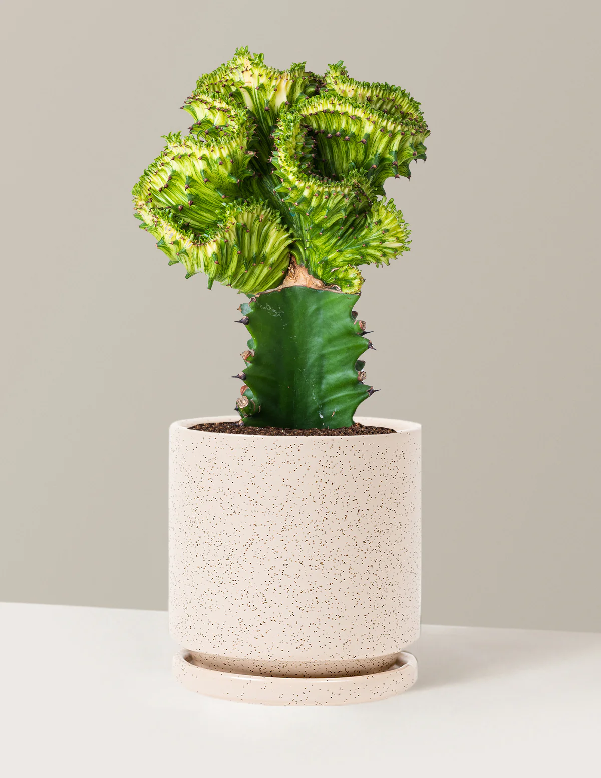Mermaid Tail Cactus - Image 55