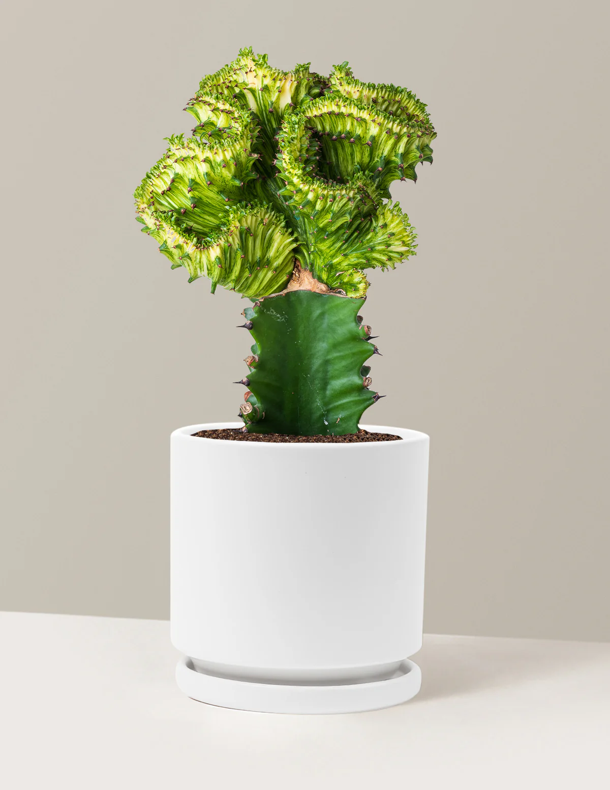 Mermaid Tail Cactus - Image 56