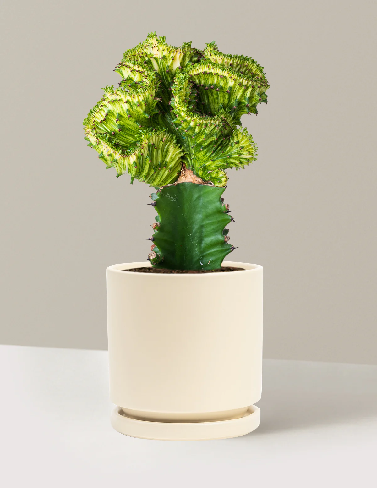 Mermaid Tail Cactus - Image 57