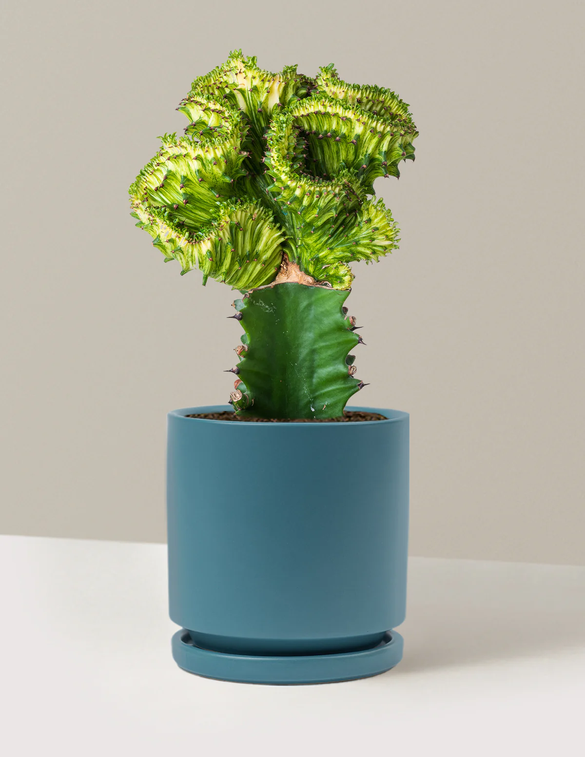 Mermaid Tail Cactus - Image 58