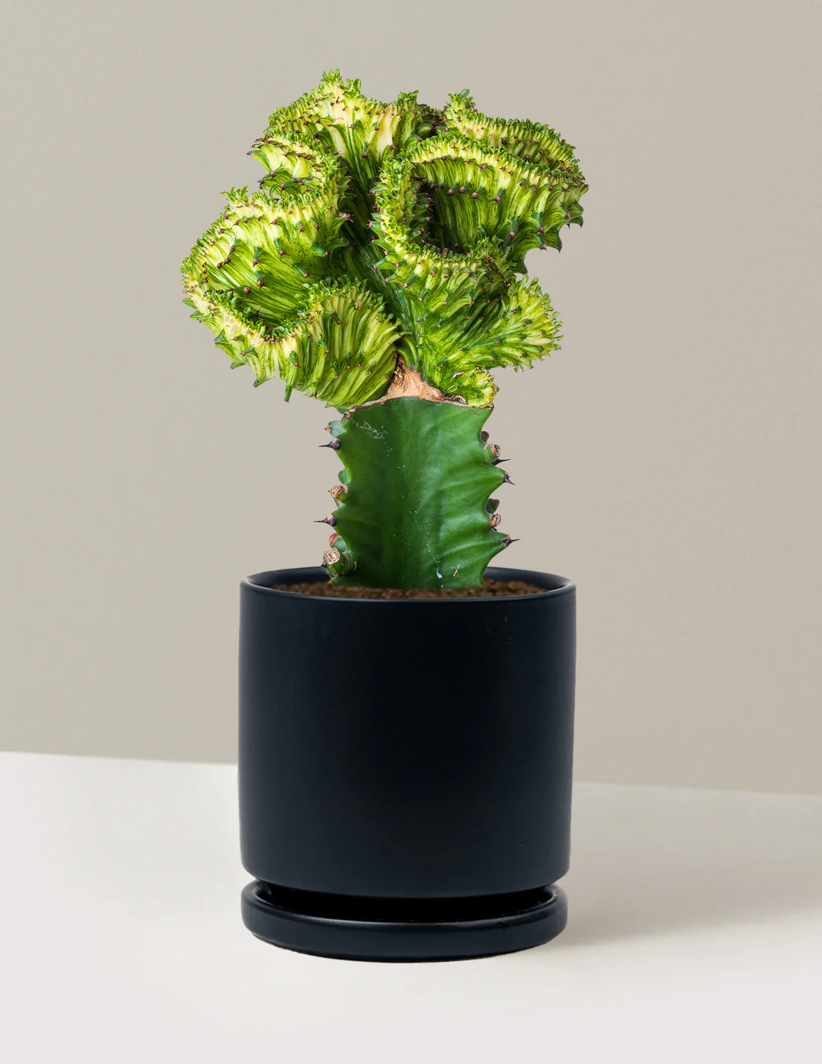 Mermaid Tail Cactus - Image 59