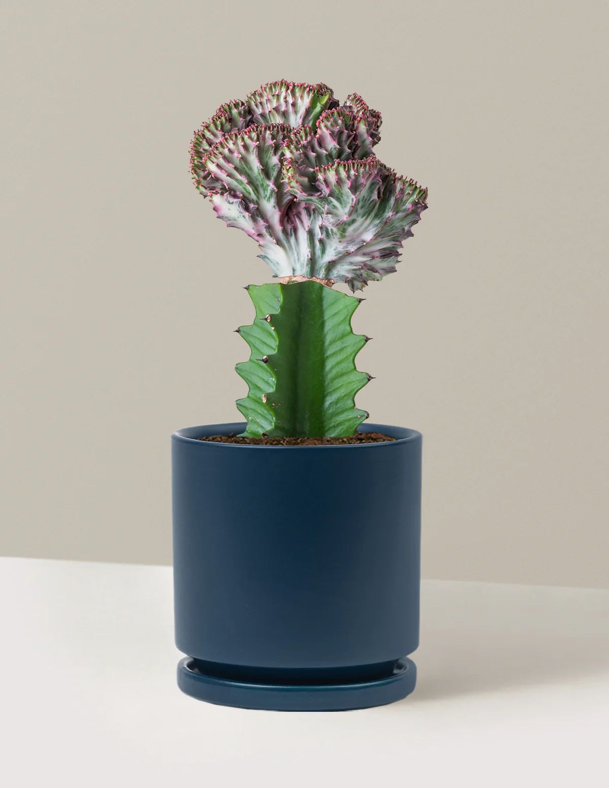 Mermaid Tail Cactus - Image 6